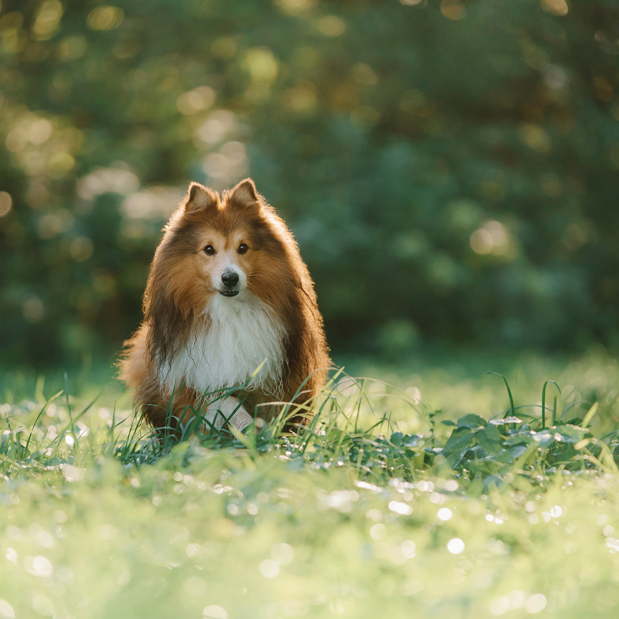 Ира, Инди и Сеня. Фотограф Анна Тюрина