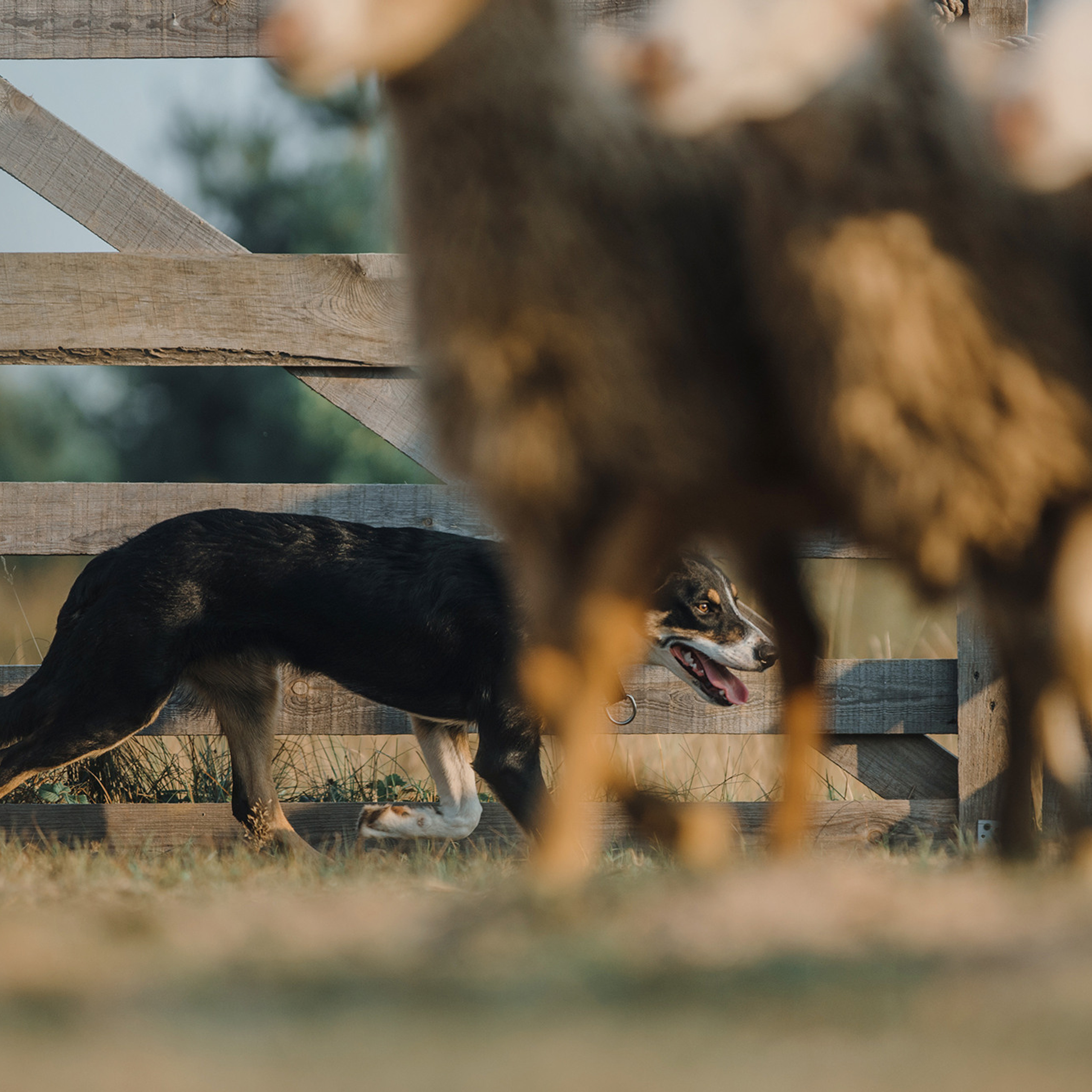 Пастьба. Фотограф Анна Тюрина