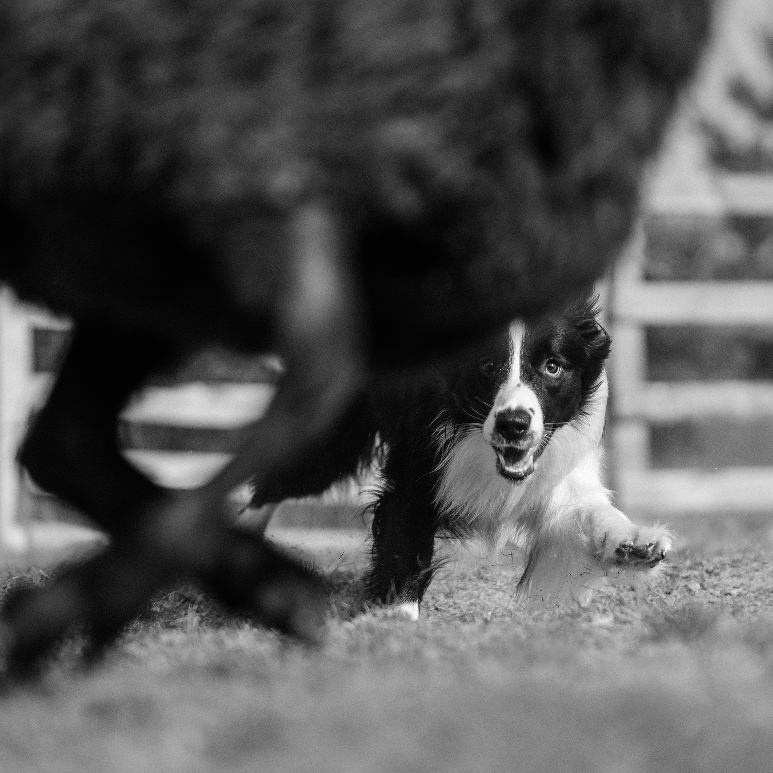 Пастьба. Фотограф Анна Тюрина
