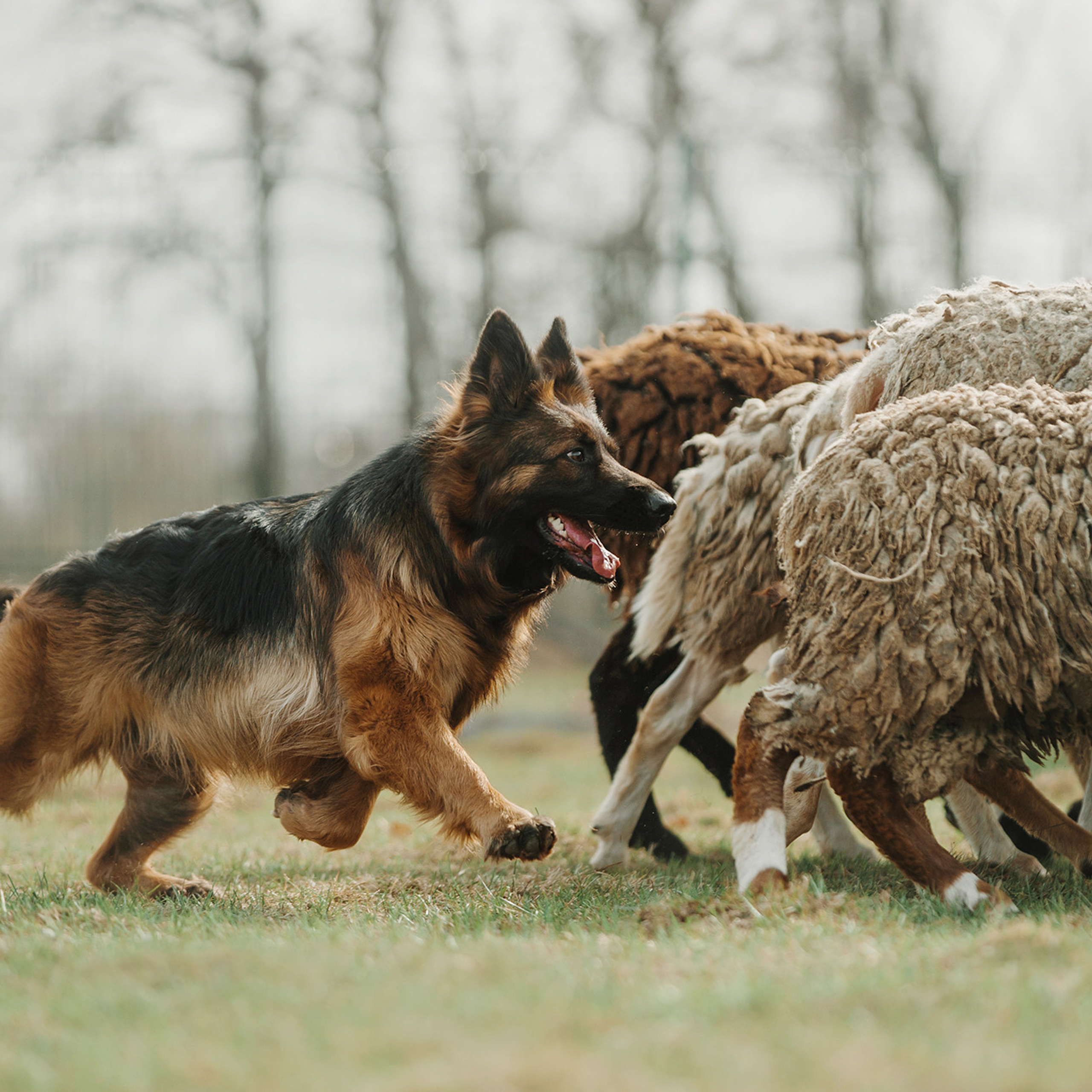Пастьба. Фотограф Анна Тюрина