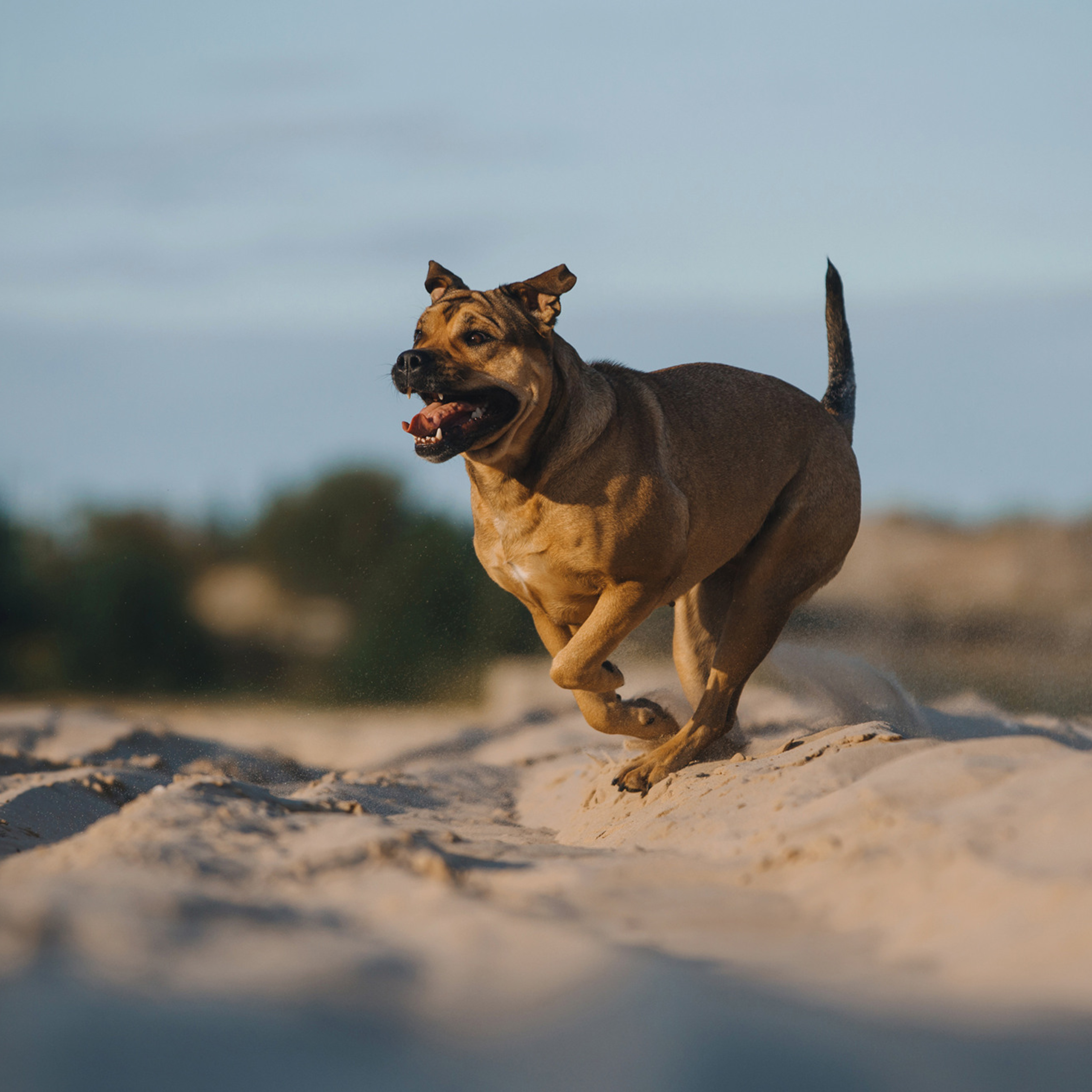 Ка де бо Лина. Фотограф Анна Тюрина