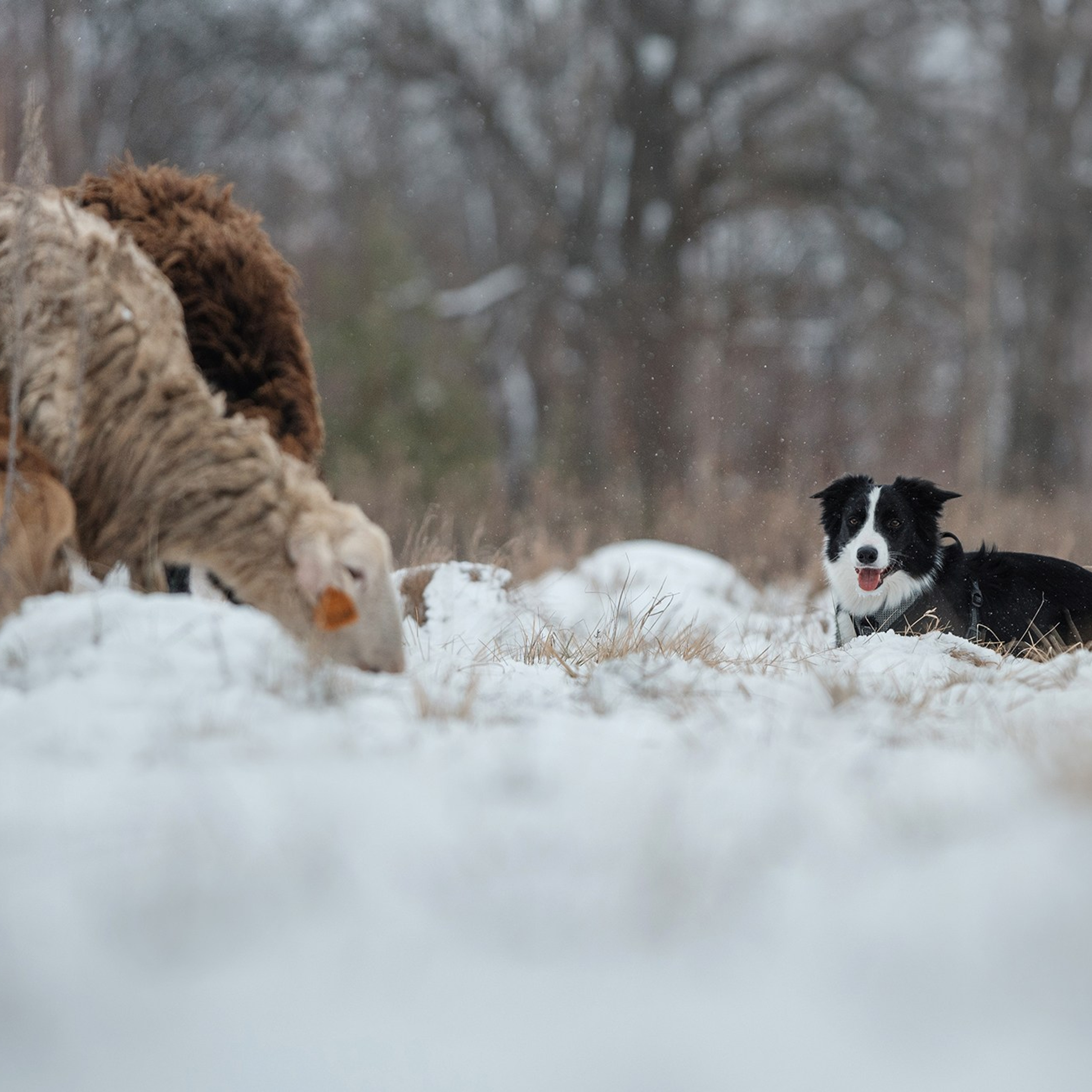 Пастьба. Фотограф Анна Тюрина