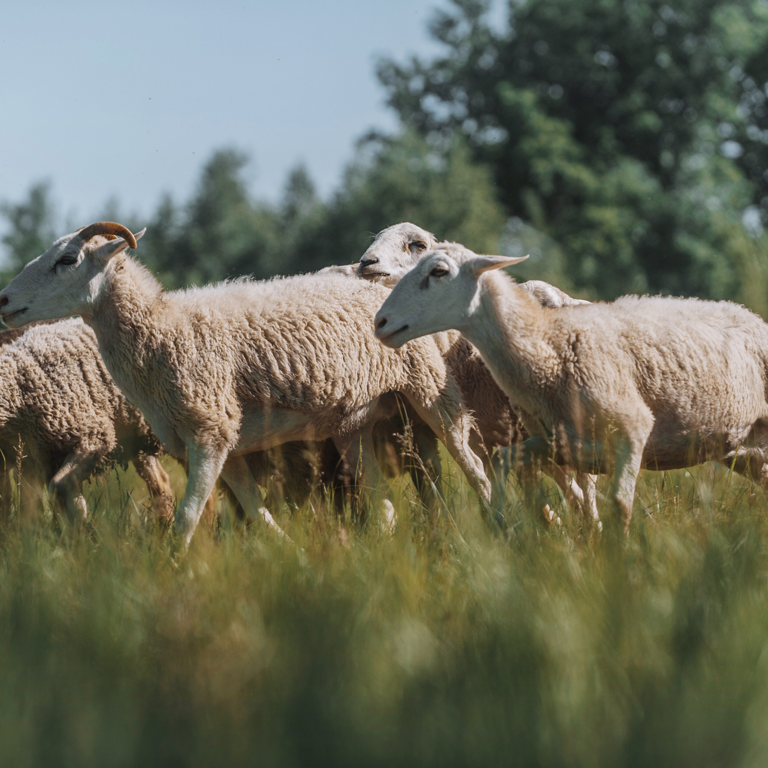 Пастьба. Фотограф Анна Тюрина