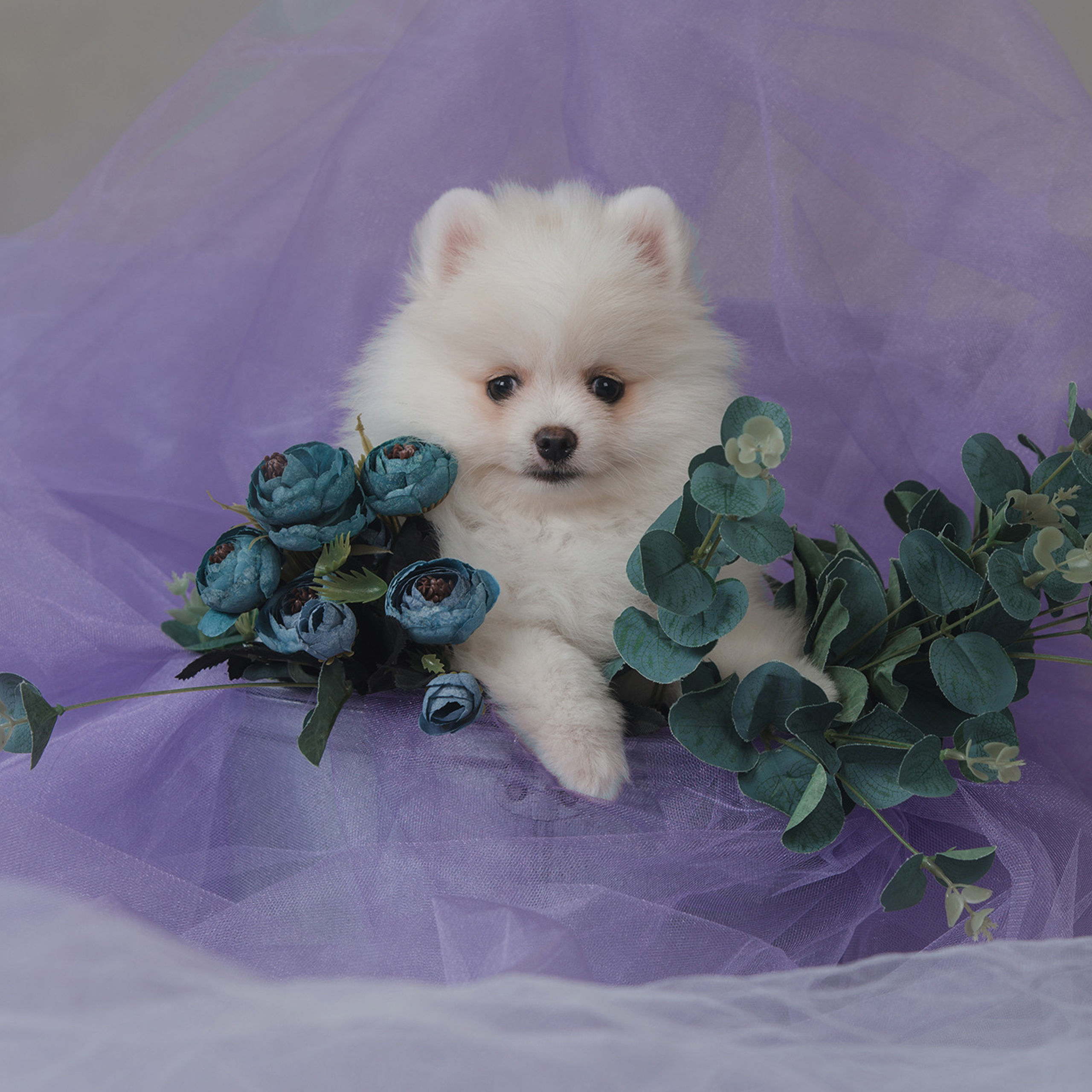 Очаровательные щенки шпица. Фотограф Анна Тюрина