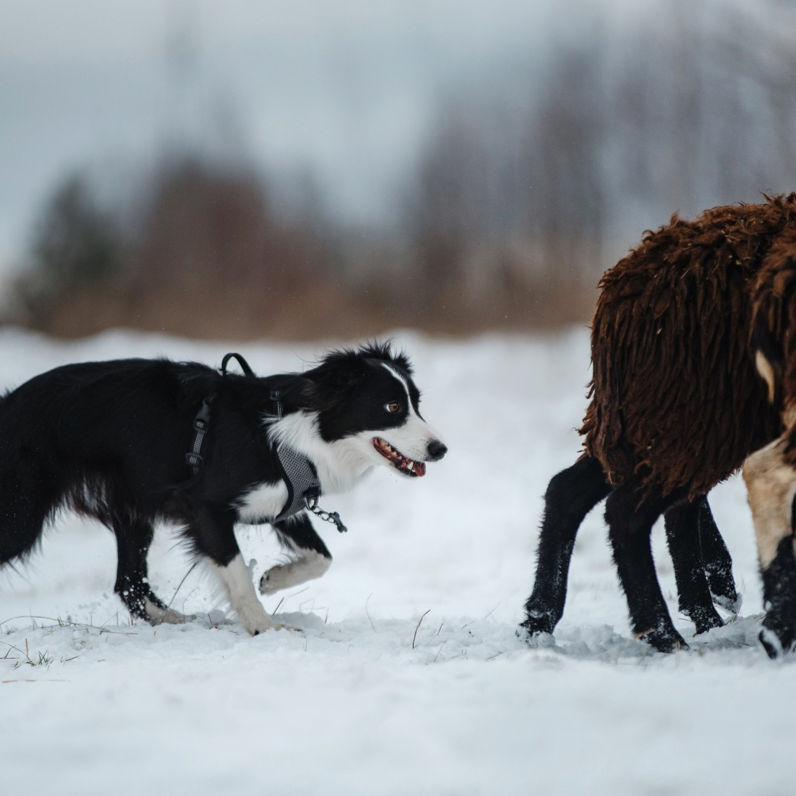 Пастьба. Фотограф Анна Тюрина