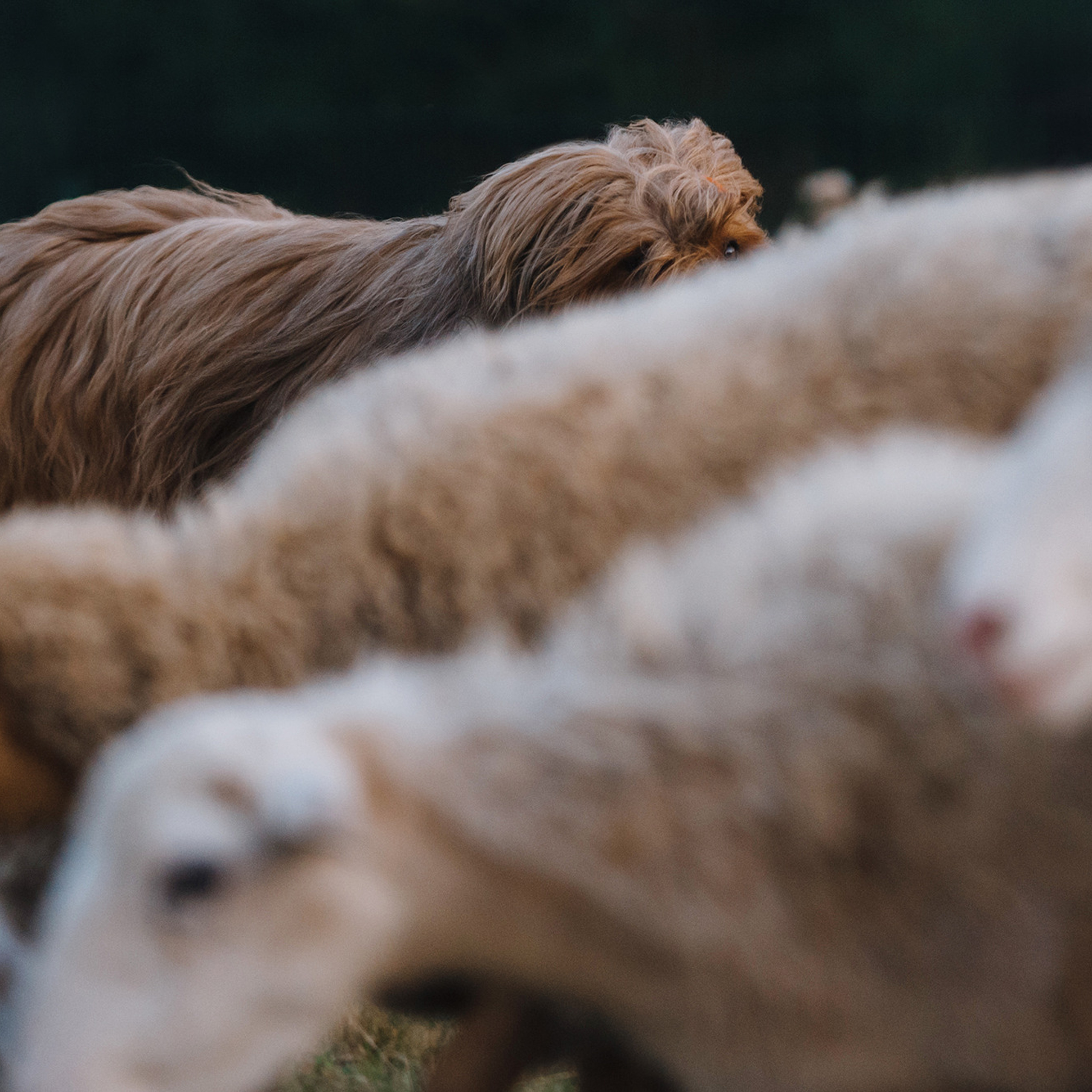Пастьба. Фотограф Анна Тюрина