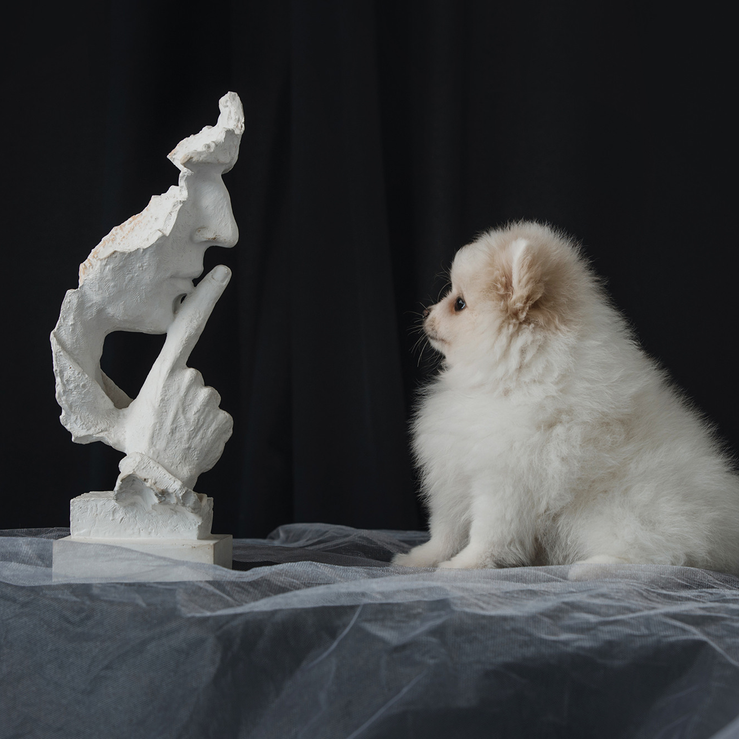 Очаровательные щенки шпица. Фотограф Анна Тюрина