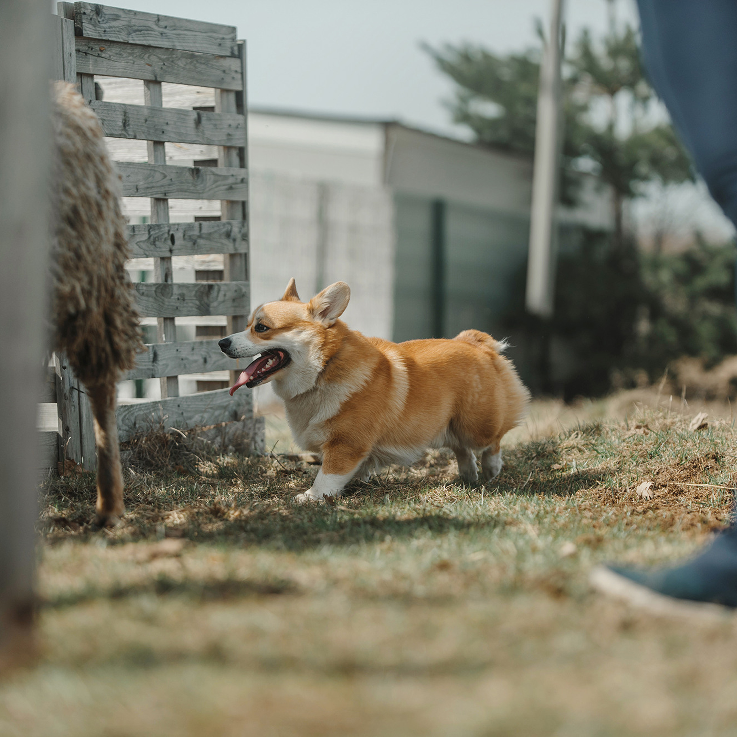 Пастьба. Фотограф Анна Тюрина