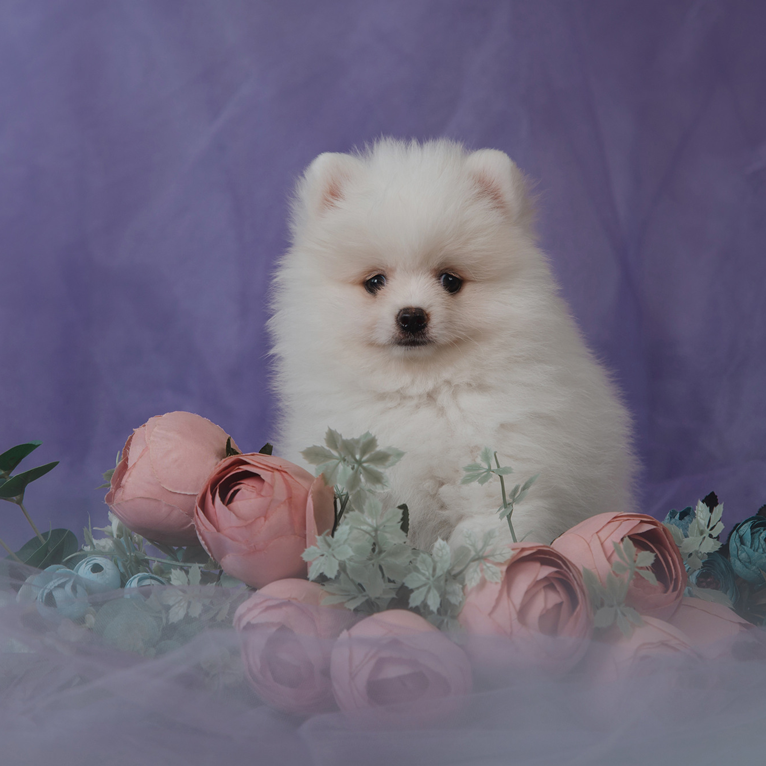 Очаровательные щенки шпица. Фотограф Анна Тюрина