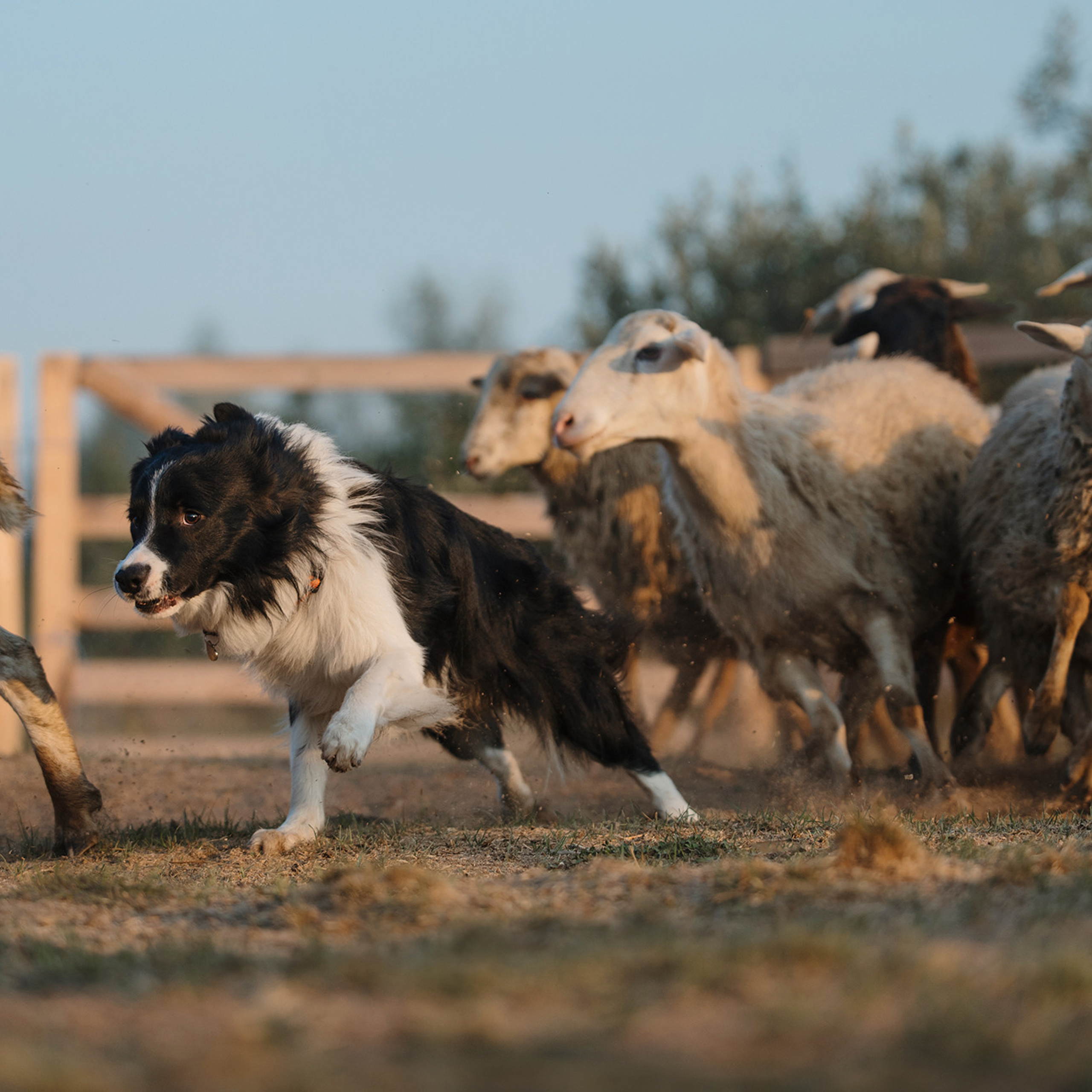 Пастьба. Фотограф Анна Тюрина