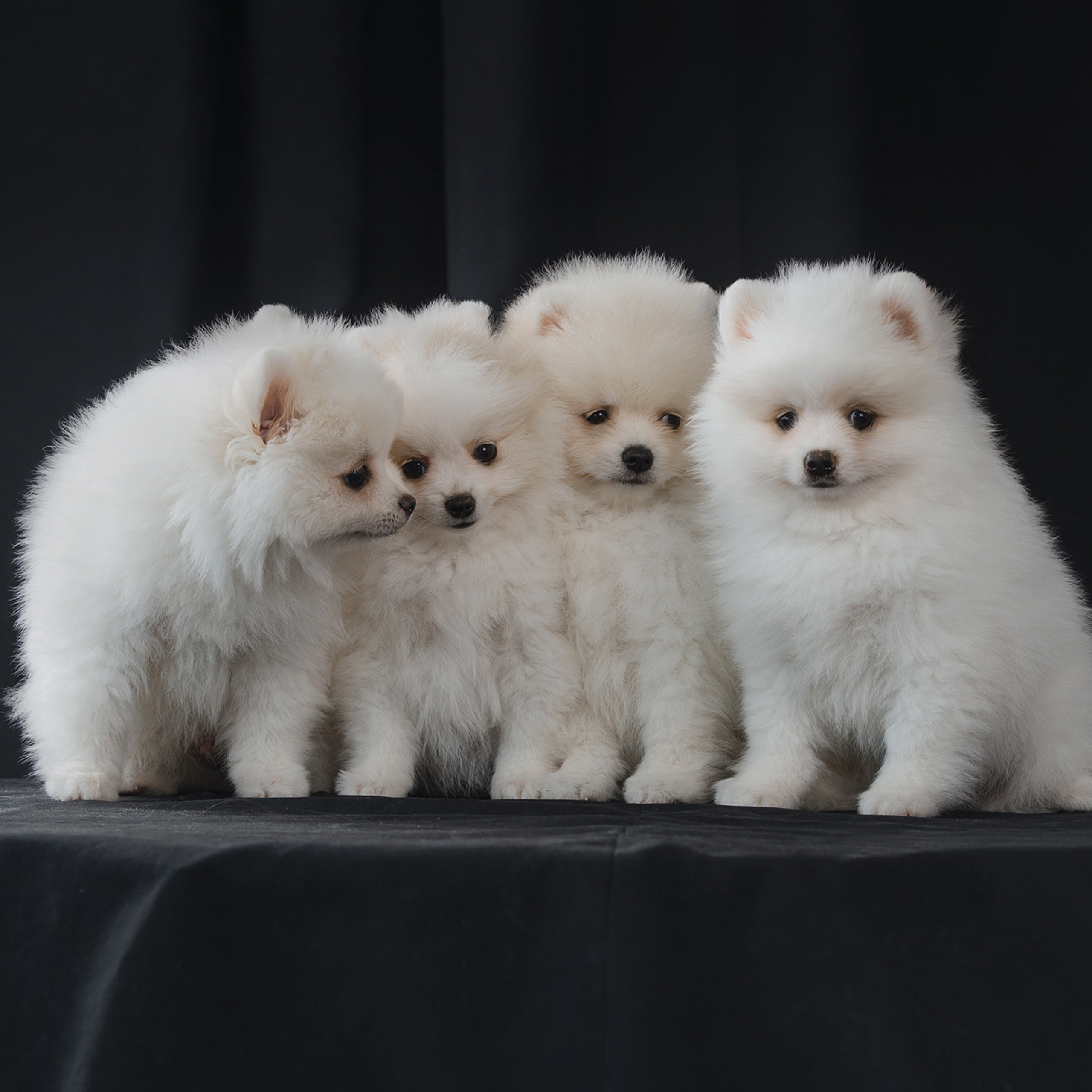 Очаровательные щенки шпица. Фотограф Анна Тюрина