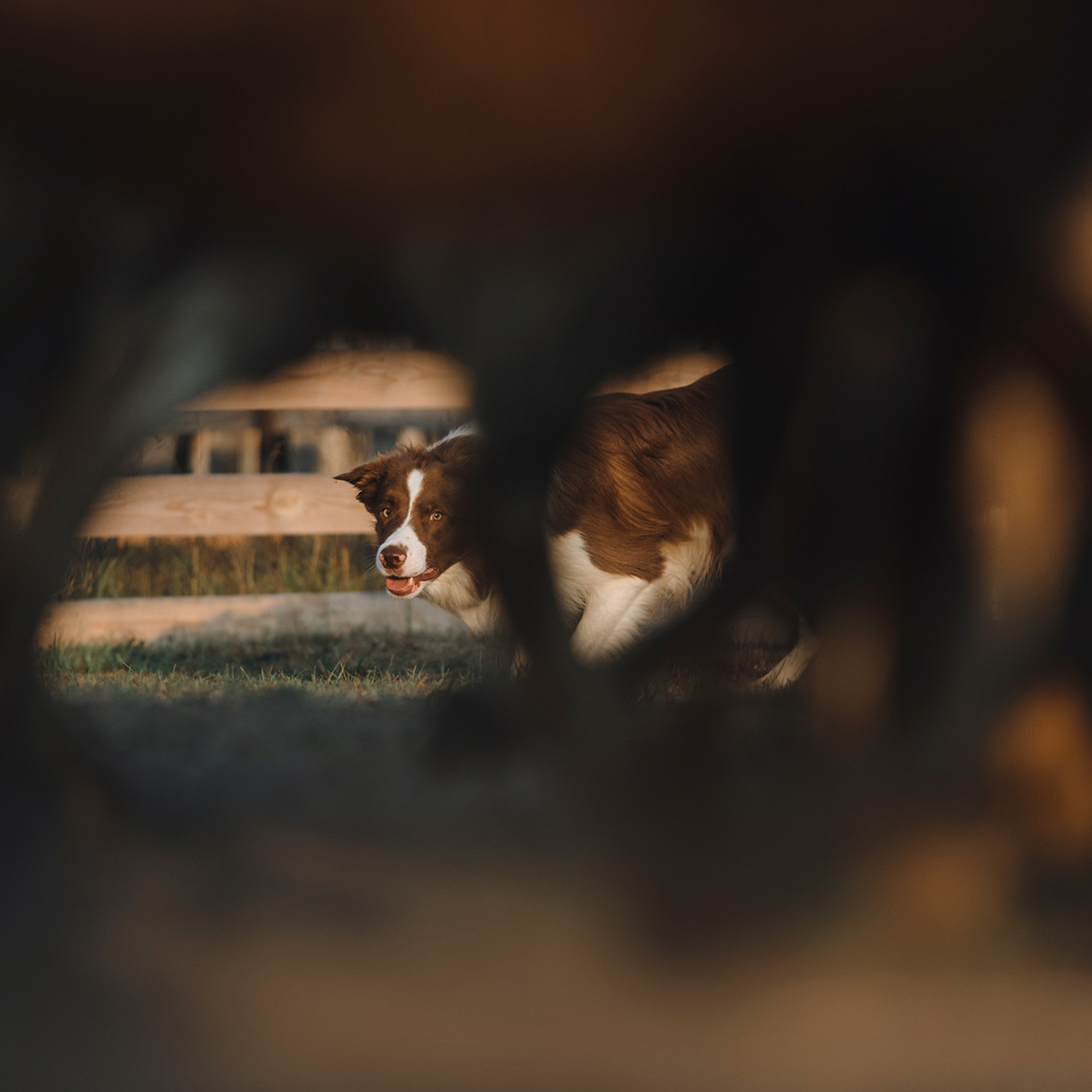 Пастьба. Фотограф Анна Тюрина