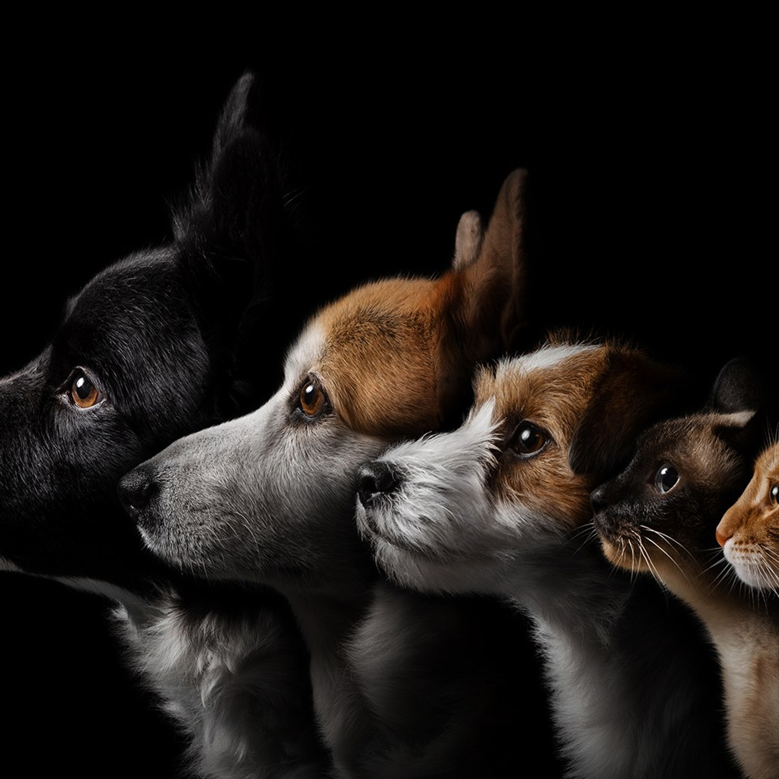 Проект портреты на чёрном фоне. Фотограф Анна Тюрина