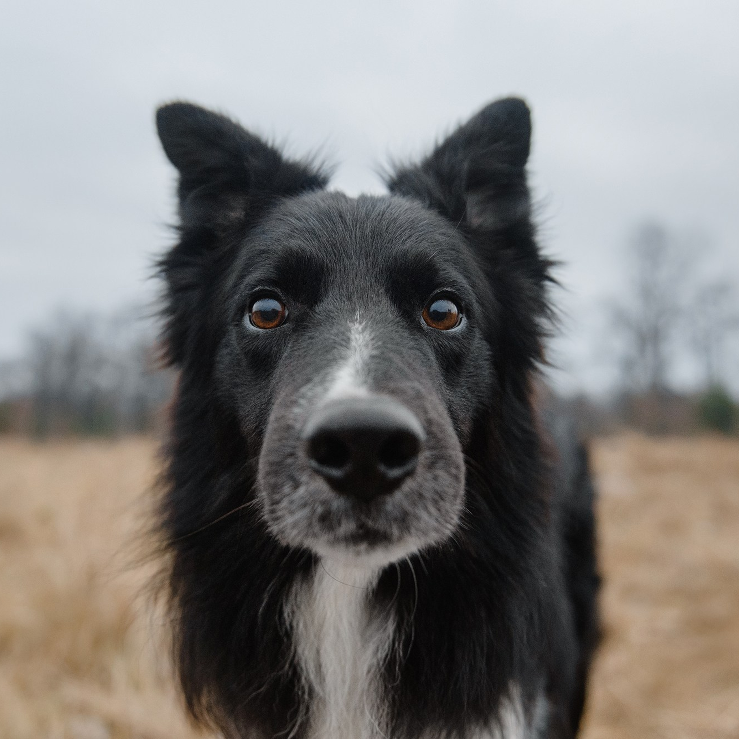 Пастьба. Фотограф Анна Тюрина
