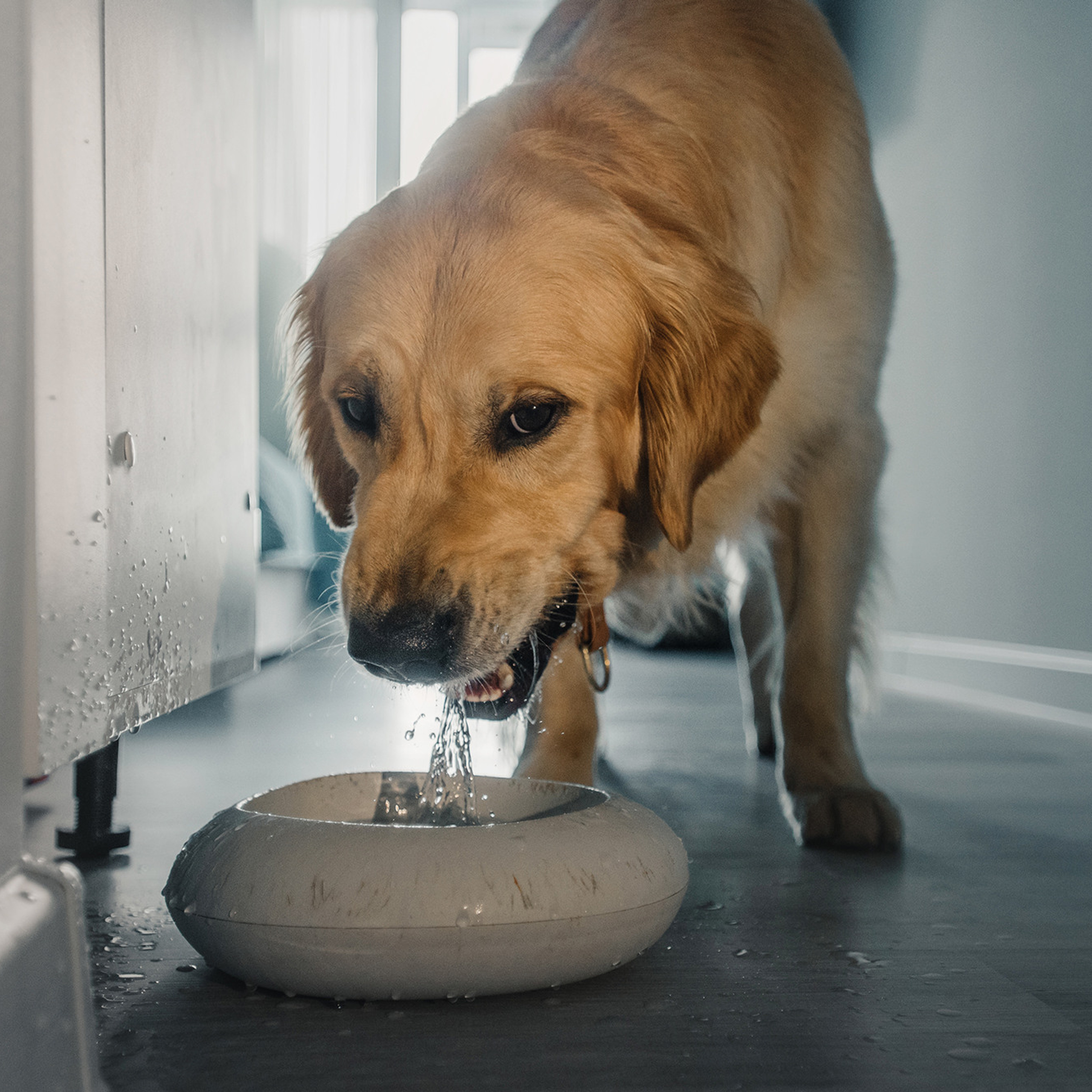 Светлана и Чарли. Фотограф Анна Тюрина