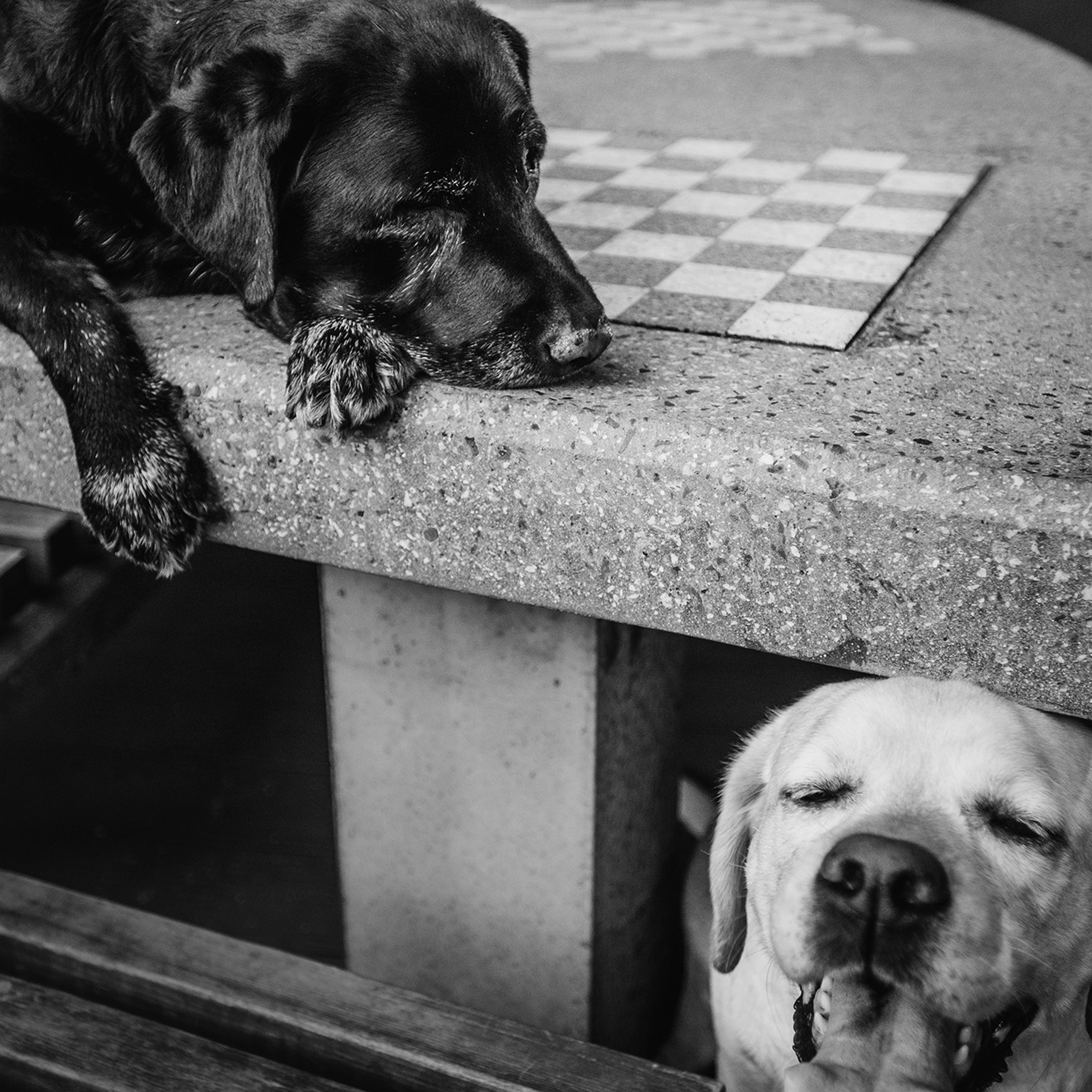 Питомец в кадре. Фотограф Анна Тюрина