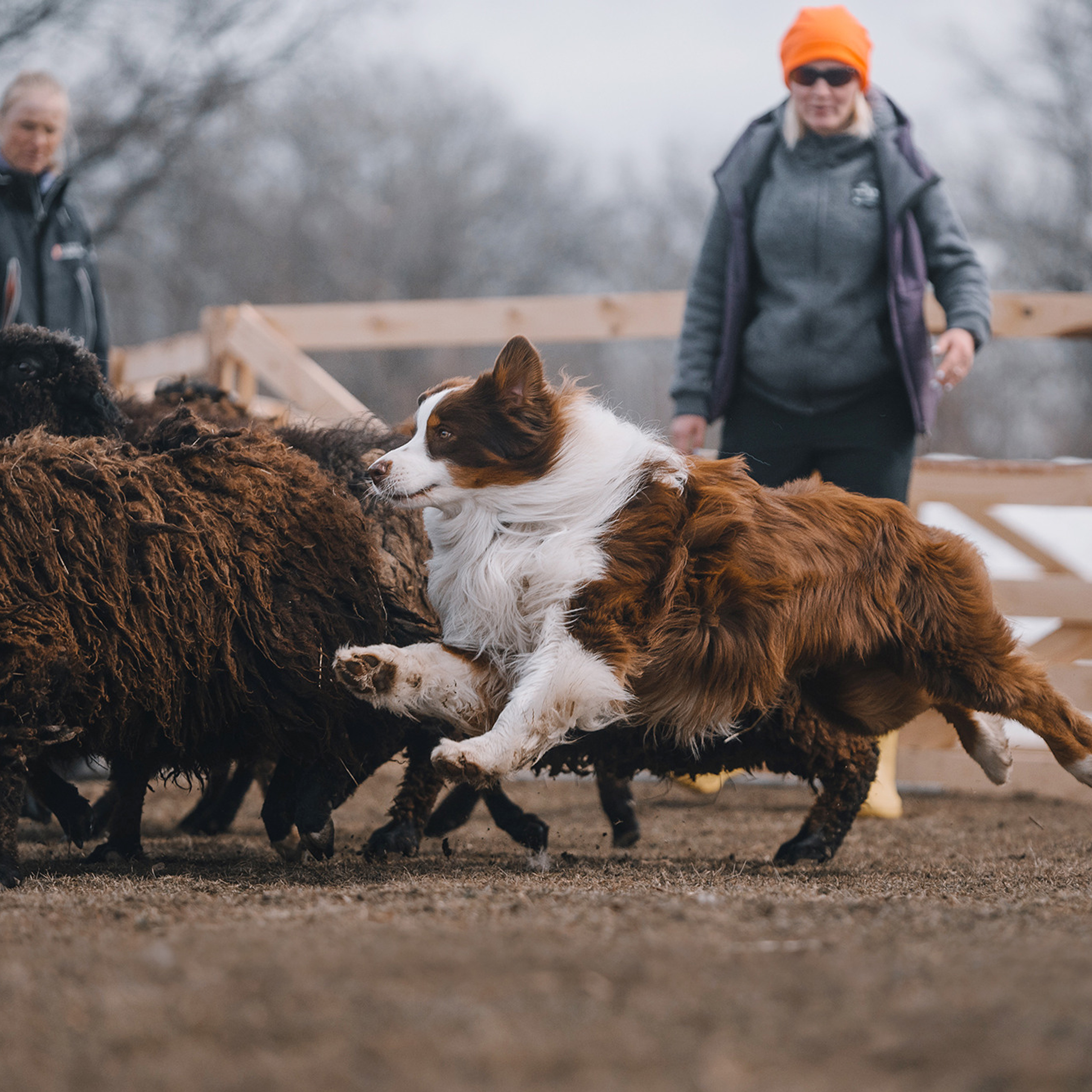 Пастьба. Фотограф Анна Тюрина