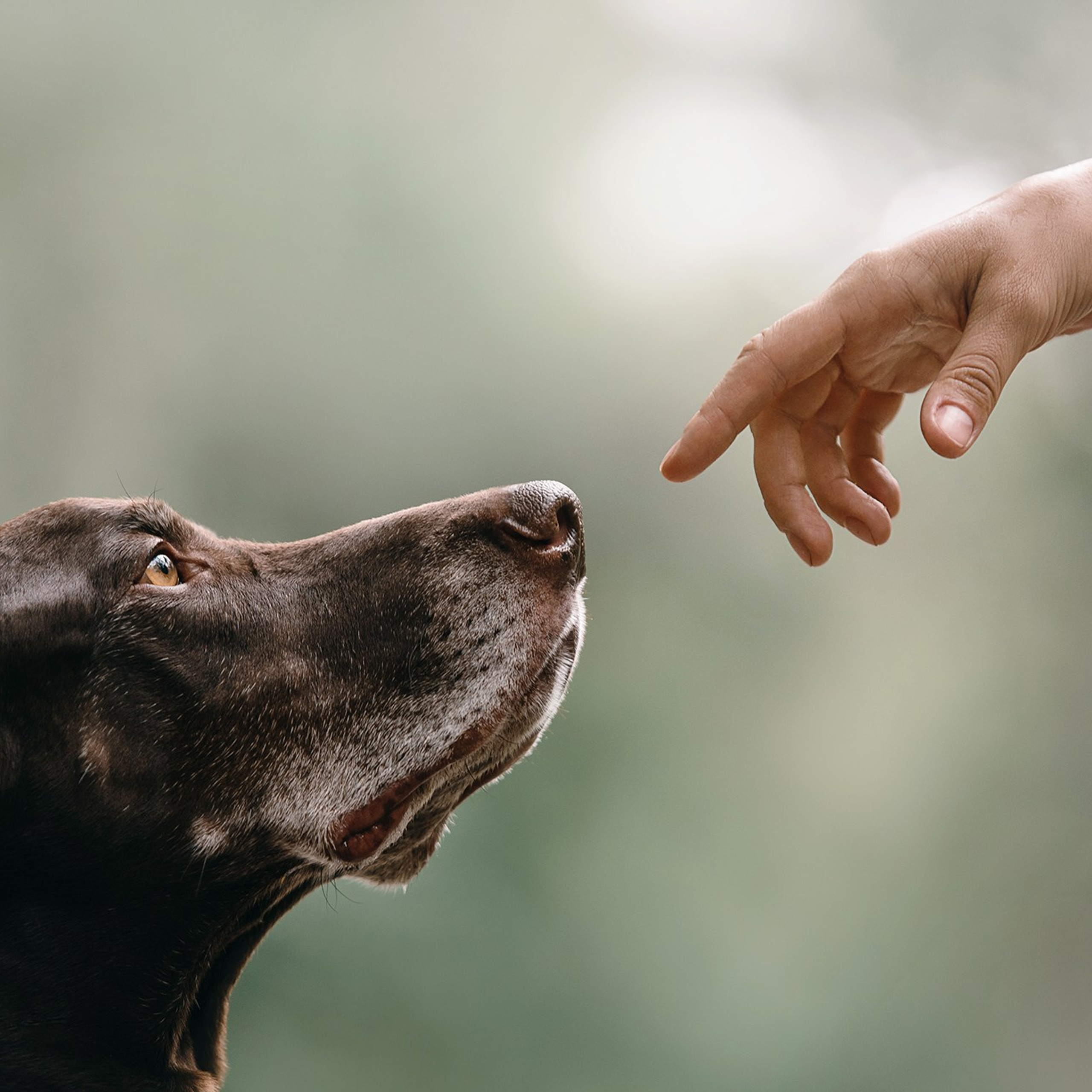 Человек и его друзья. Фотограф Анна Тюрина