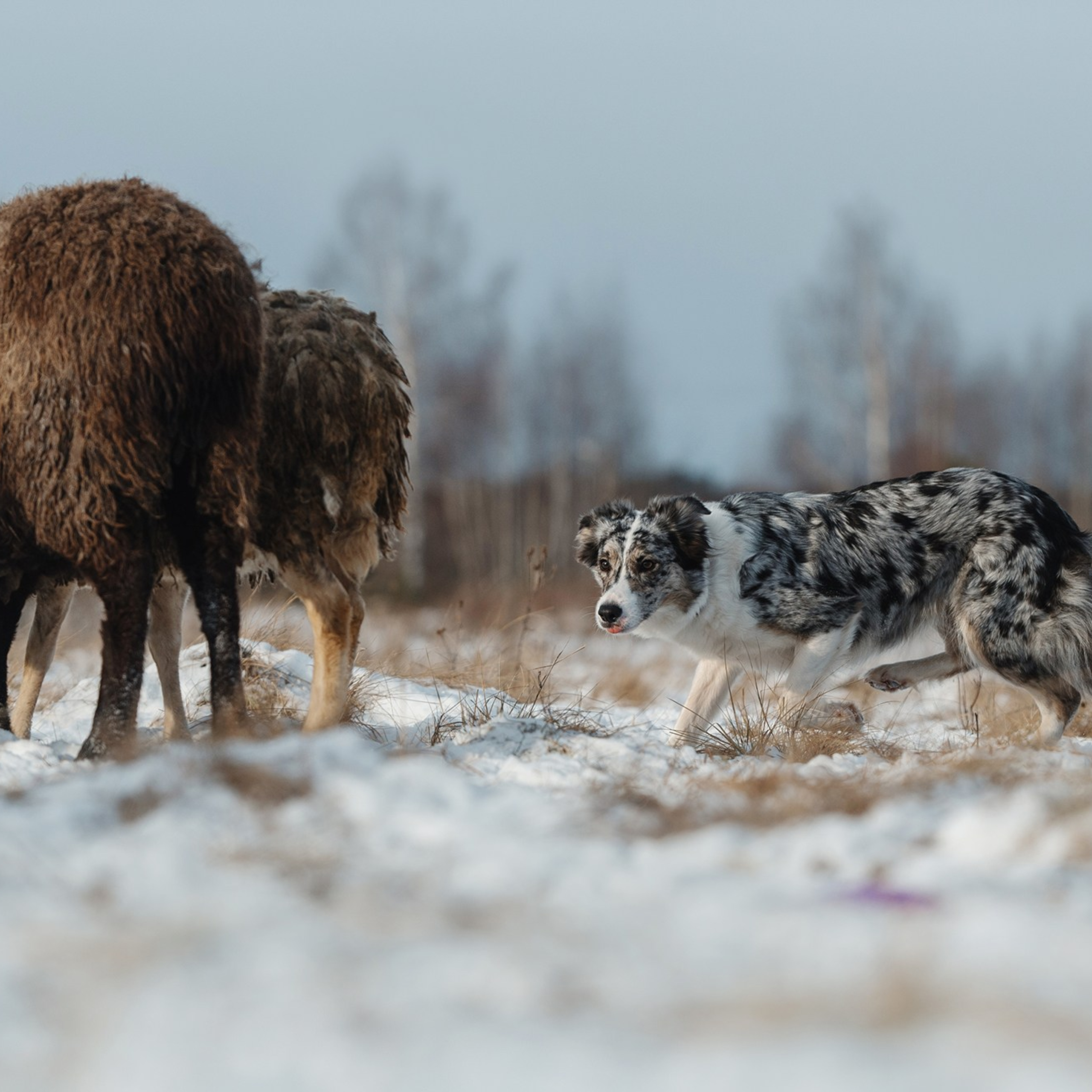 Пастьба. Фотограф Анна Тюрина