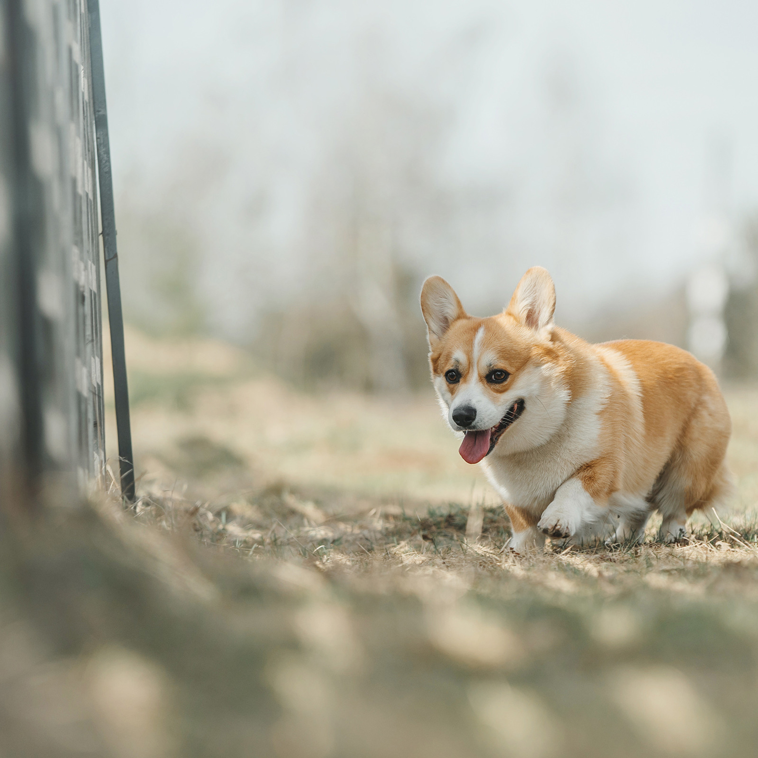 Пастьба. Фотограф Анна Тюрина