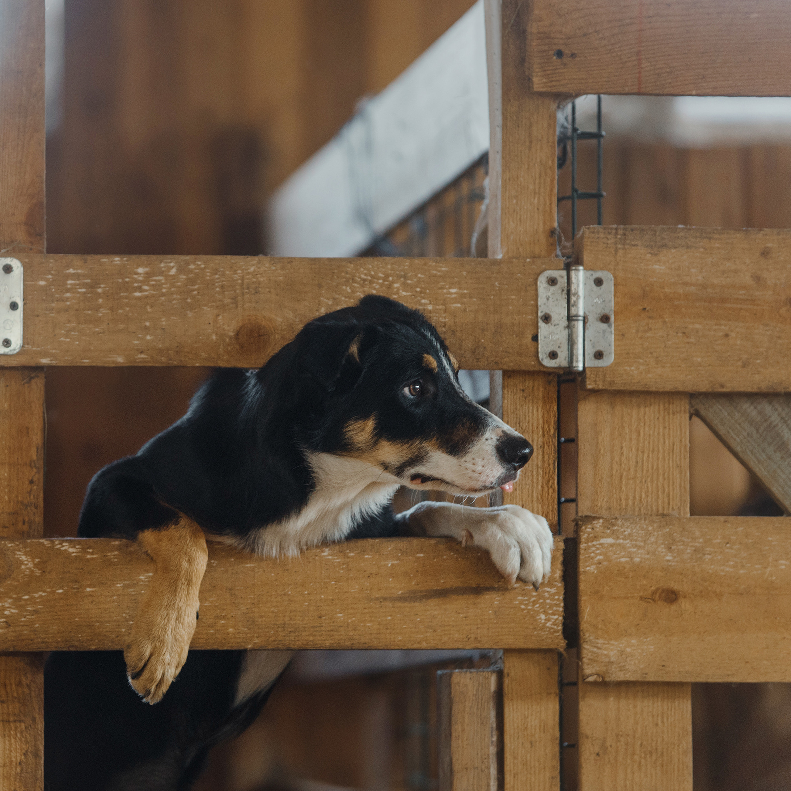Пастьба. Фотограф Анна Тюрина