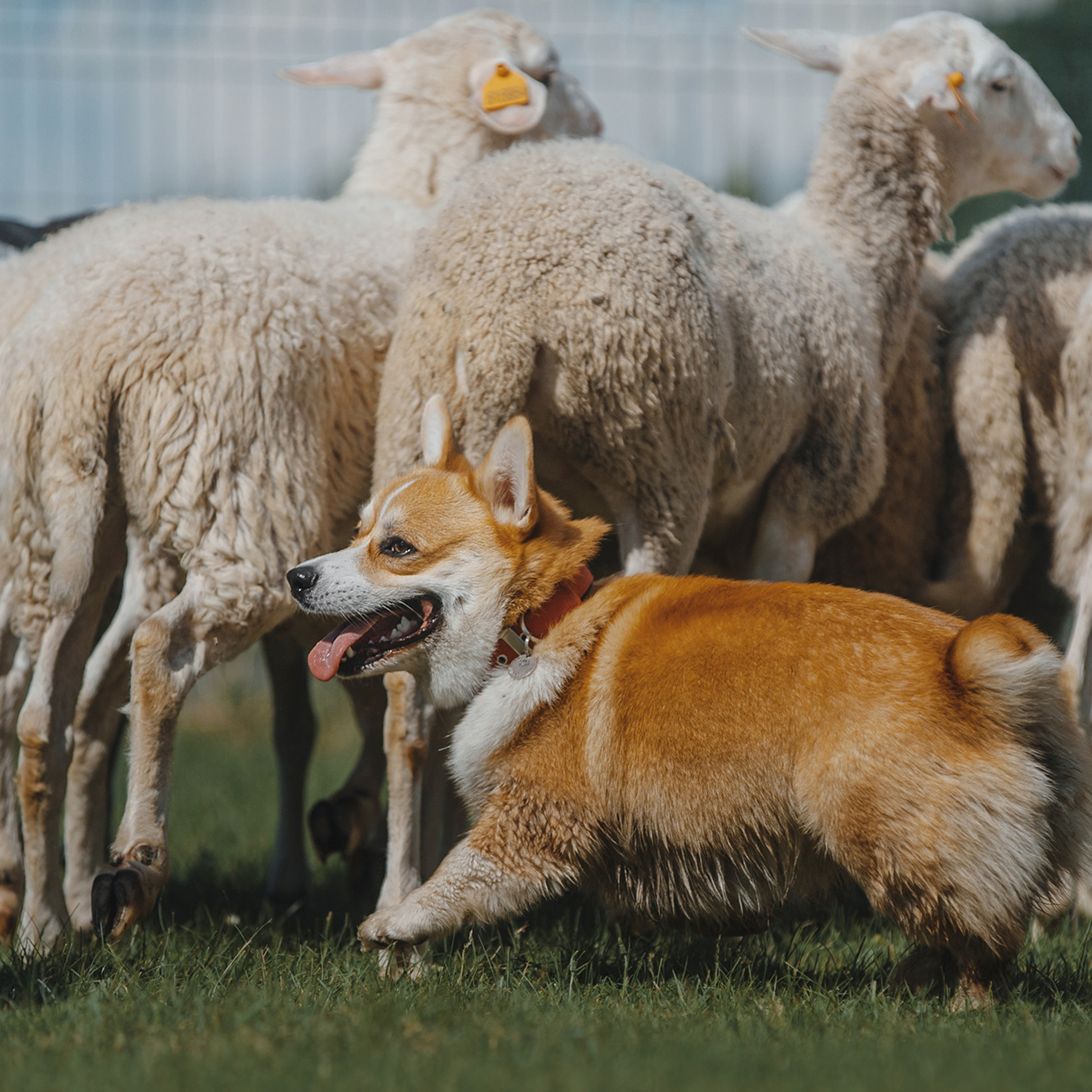 Пастьба. Фотограф Анна Тюрина