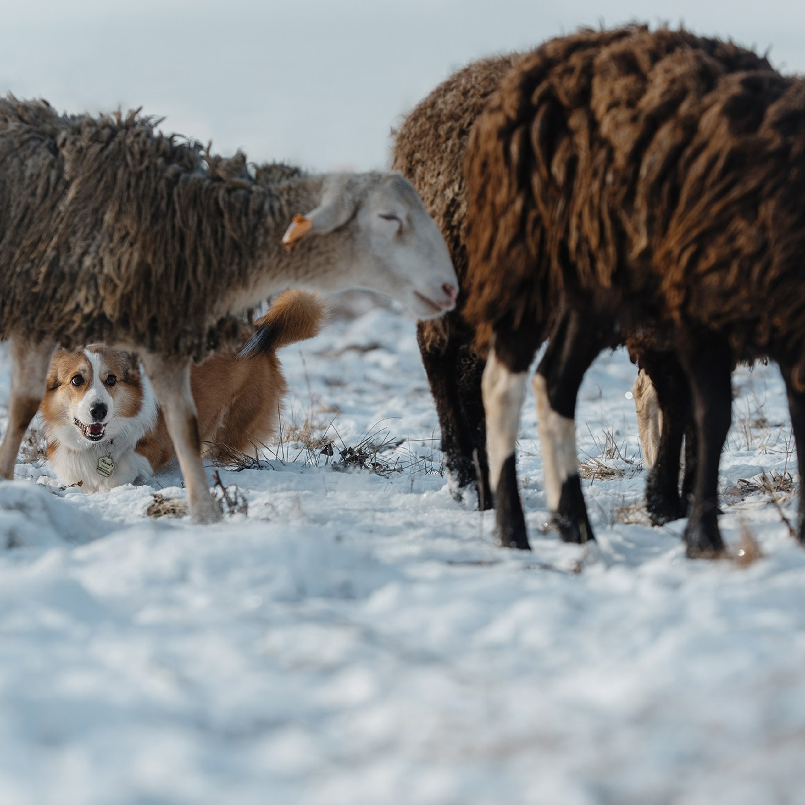 Пастьба. Фотограф Анна Тюрина