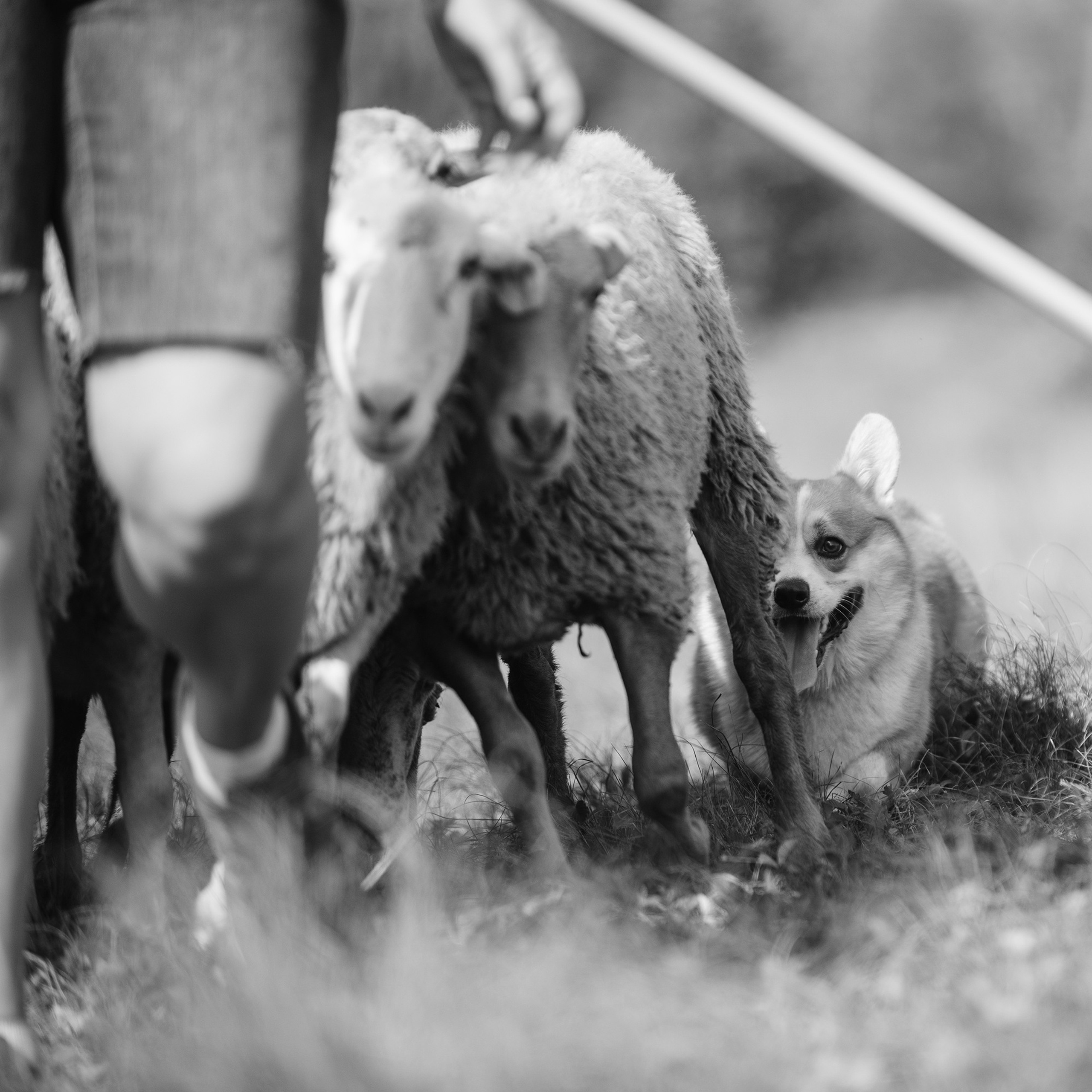 Пастьба. Фотограф Анна Тюрина