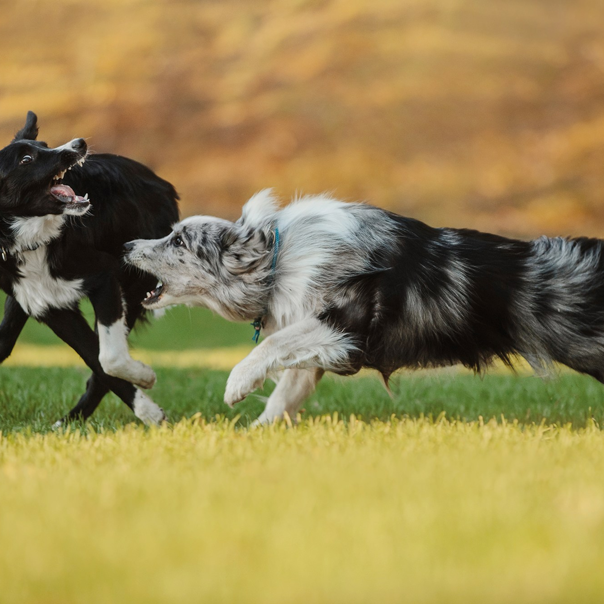 Питомец в кадре. Фотограф Анна Тюрина
