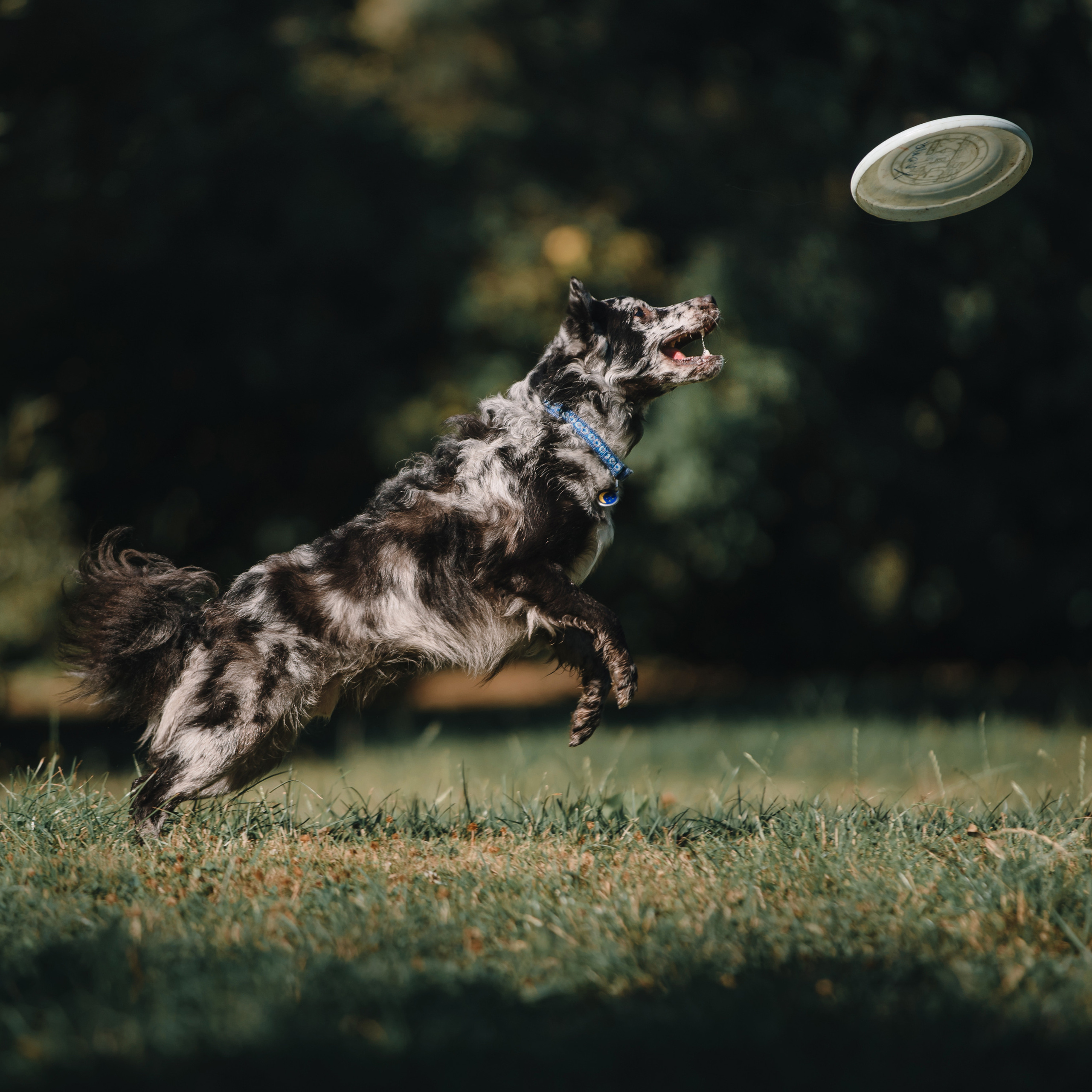 Ира, Инди и Сеня. Фотограф Анна Тюрина