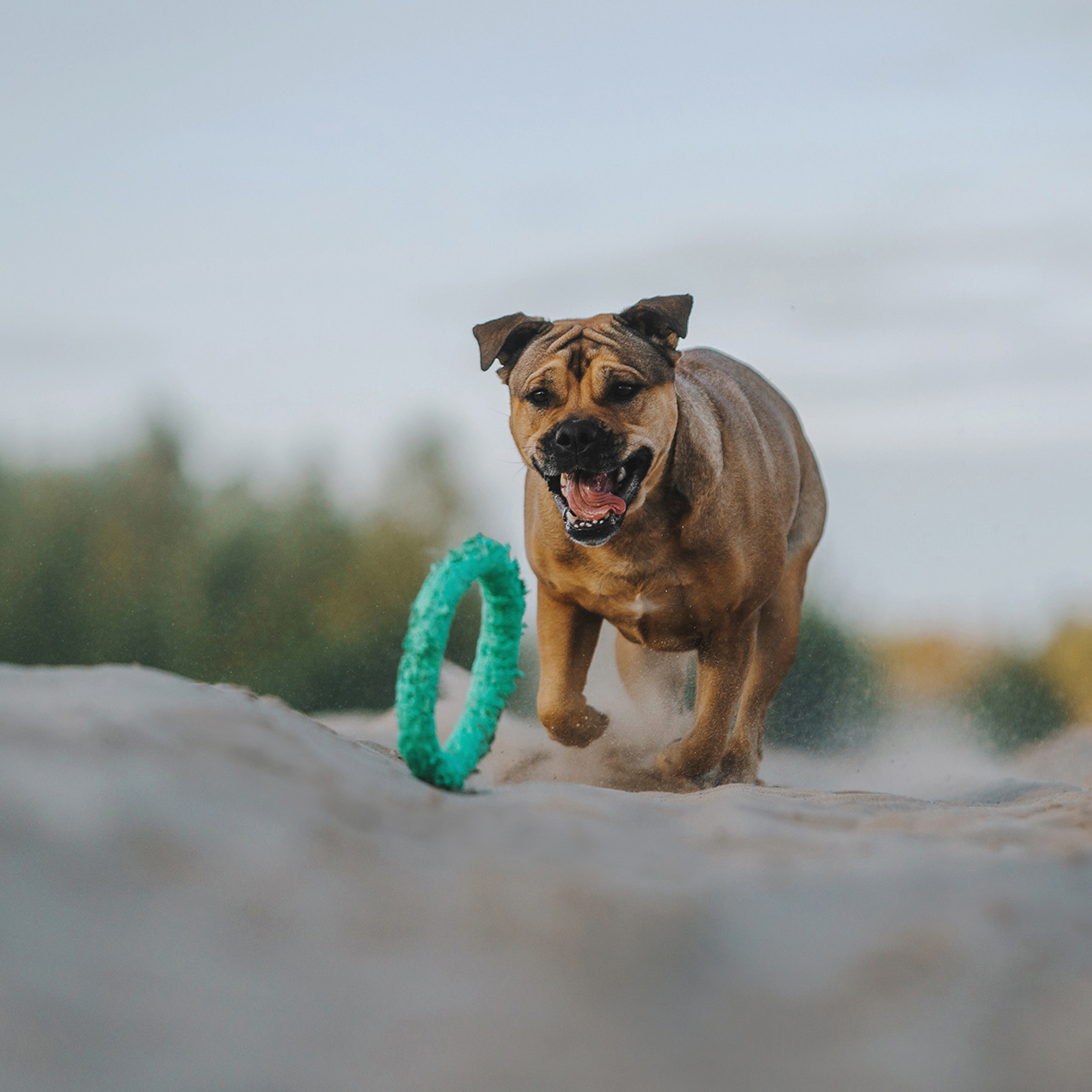 Ка де бо Лина. Фотограф Анна Тюрина