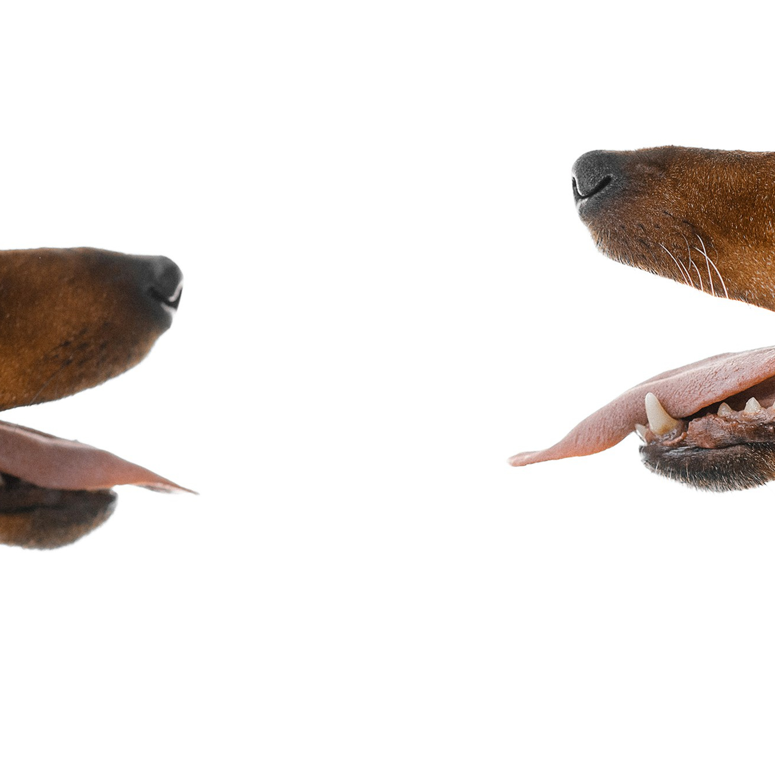 Питомец в кадре. Фотограф Анна Тюрина