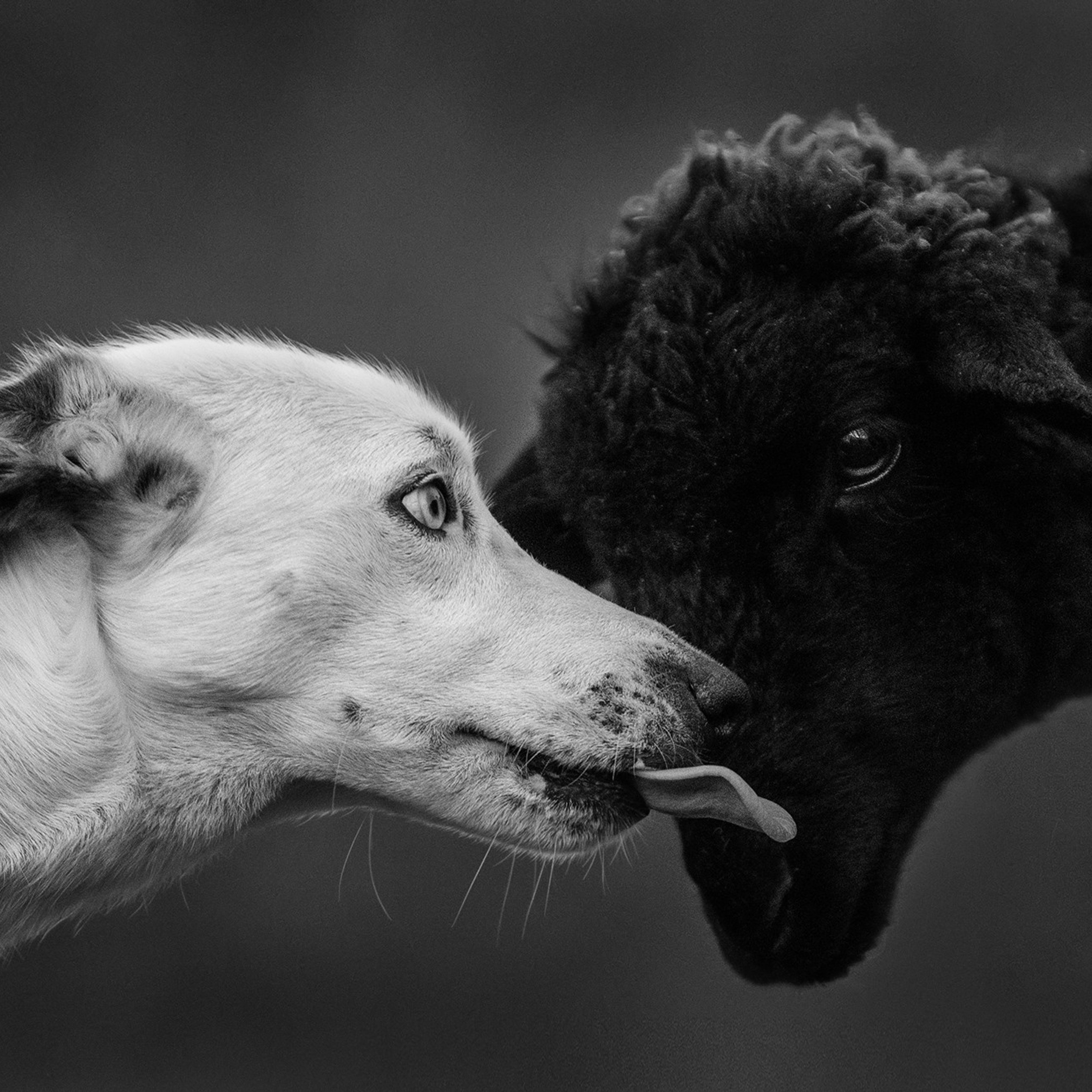 Пастьба. Фотограф Анна Тюрина