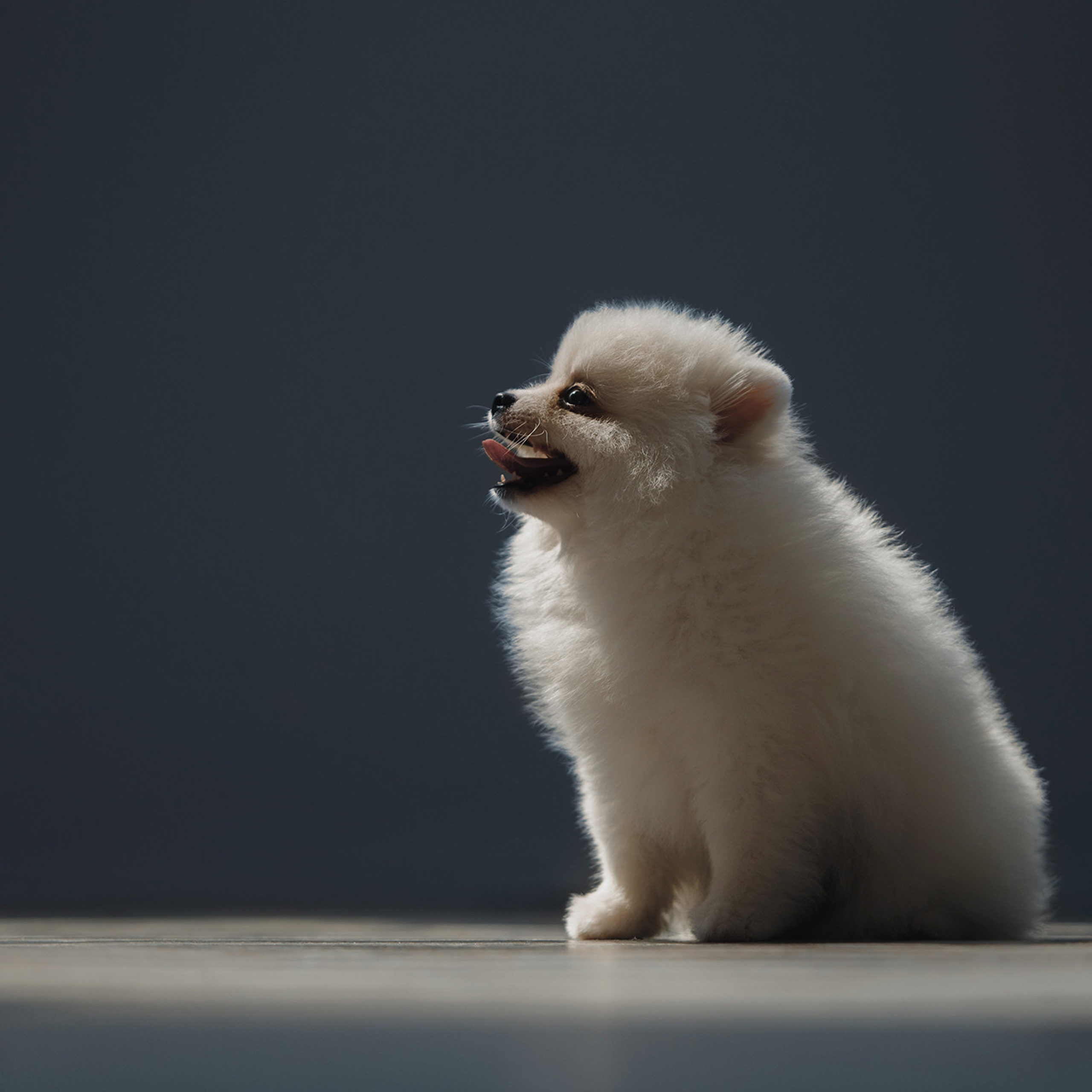 Очаровательные щенки шпица. Фотограф Анна Тюрина