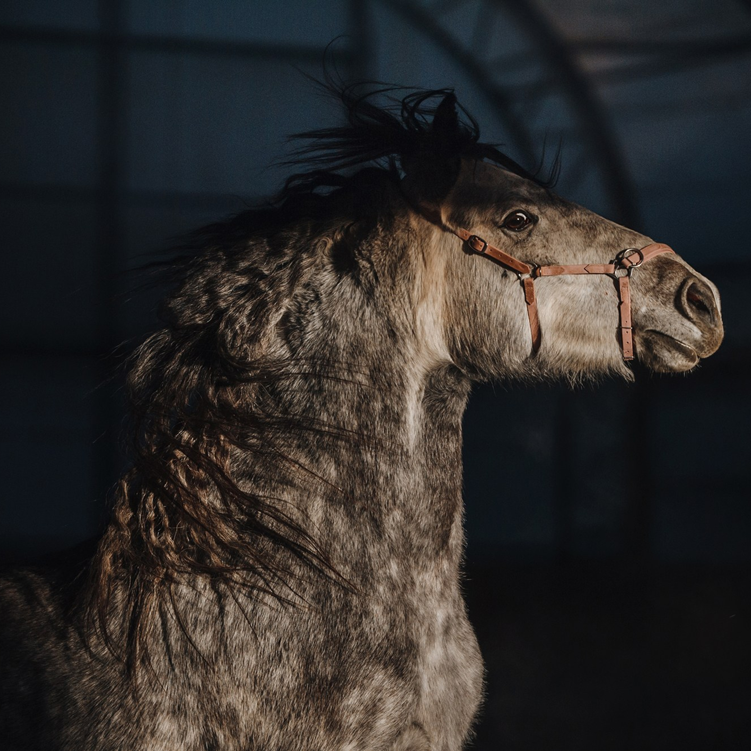 Питомец в кадре. Фотограф Анна Тюрина
