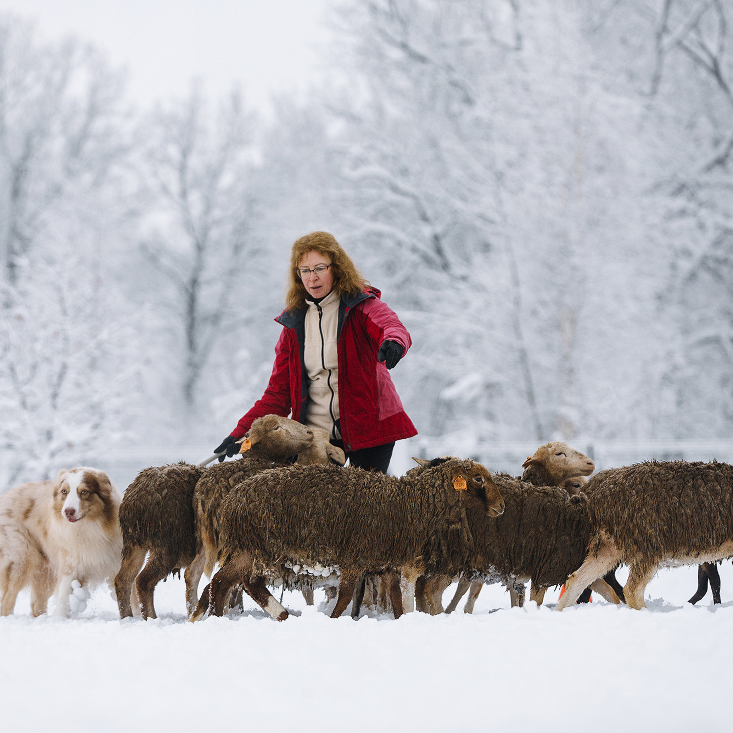 Пастьба. Фотограф Анна Тюрина