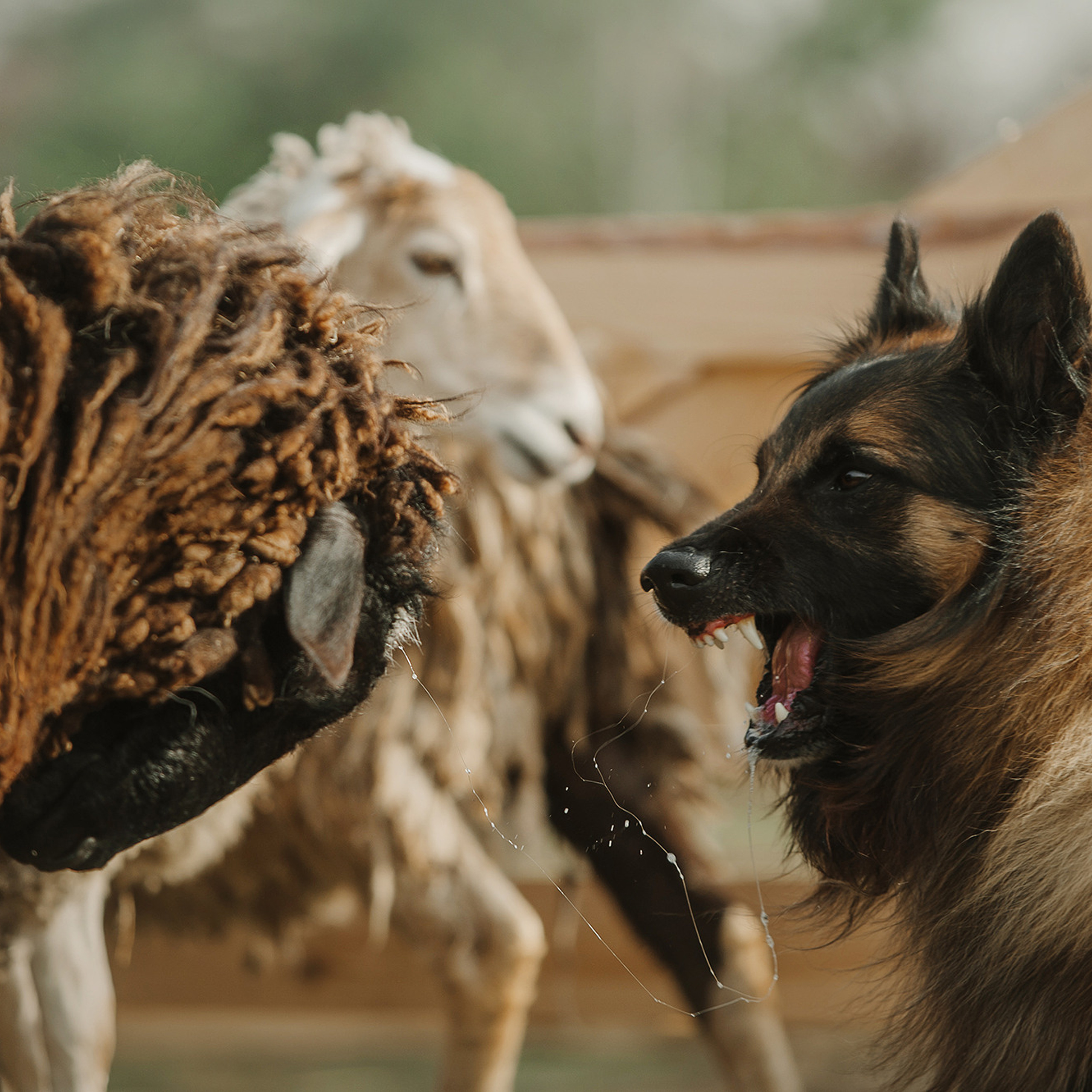 Пастьба. Фотограф Анна Тюрина