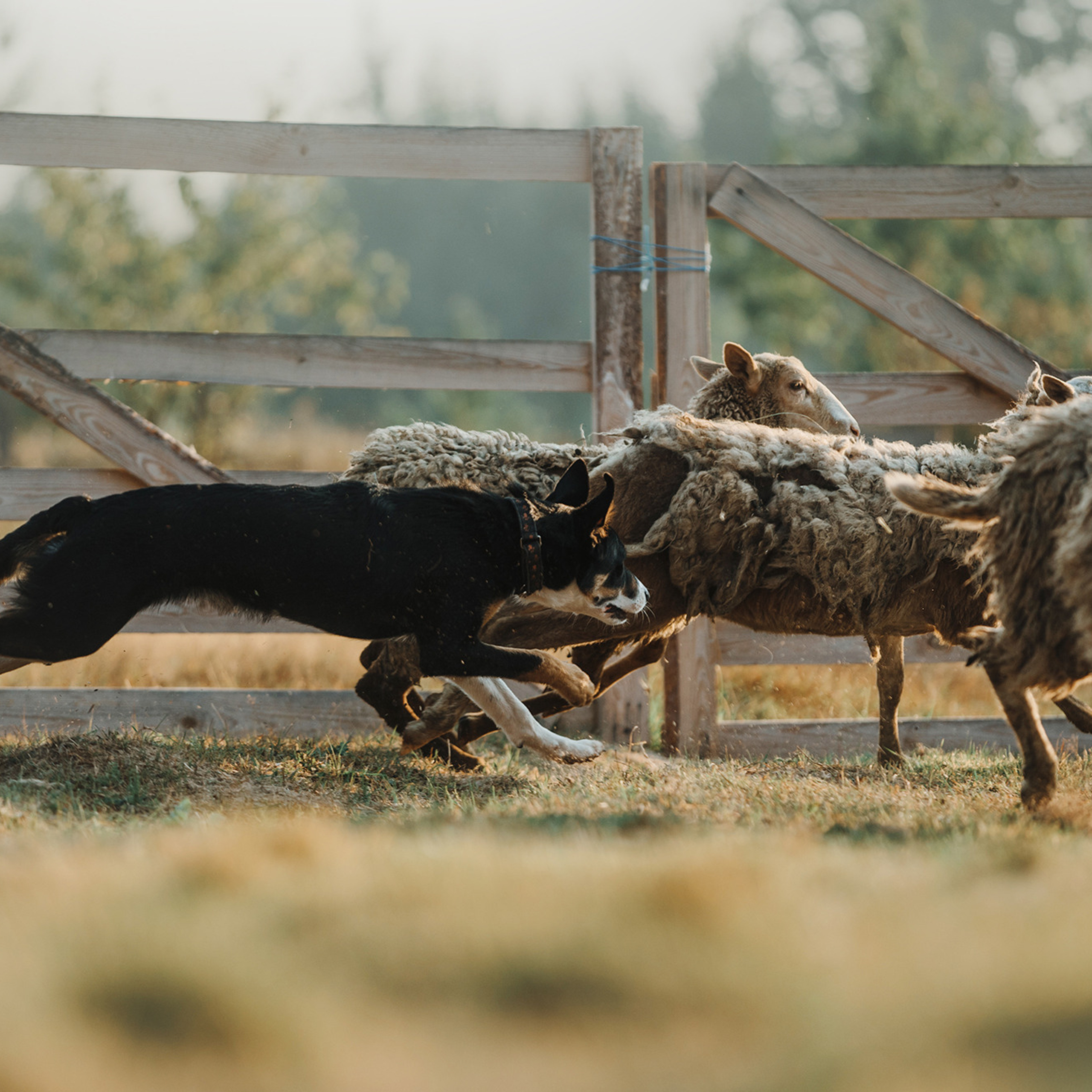 Пастьба. Фотограф Анна Тюрина