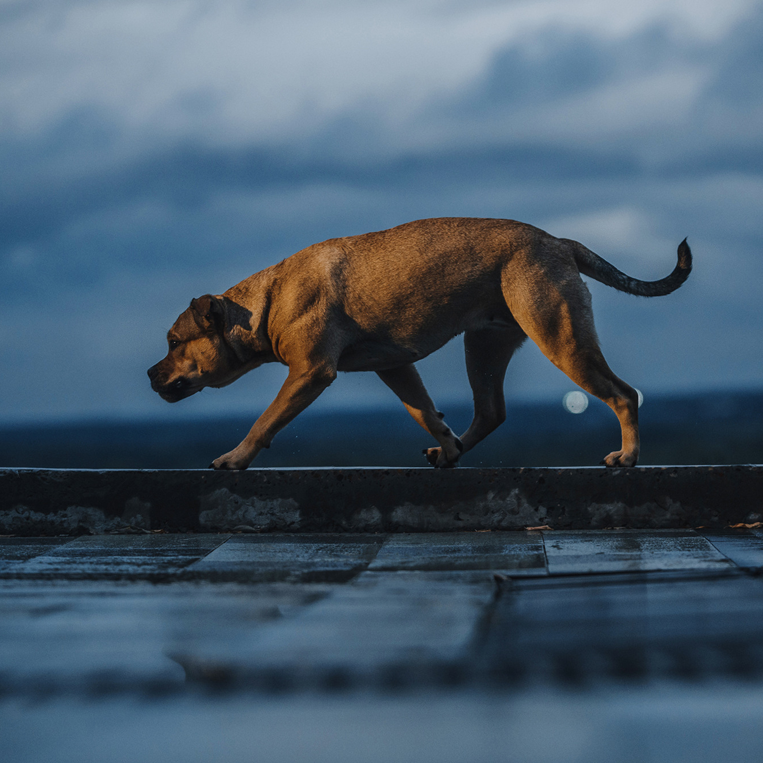 Ка де бо Лина. Фотограф Анна Тюрина