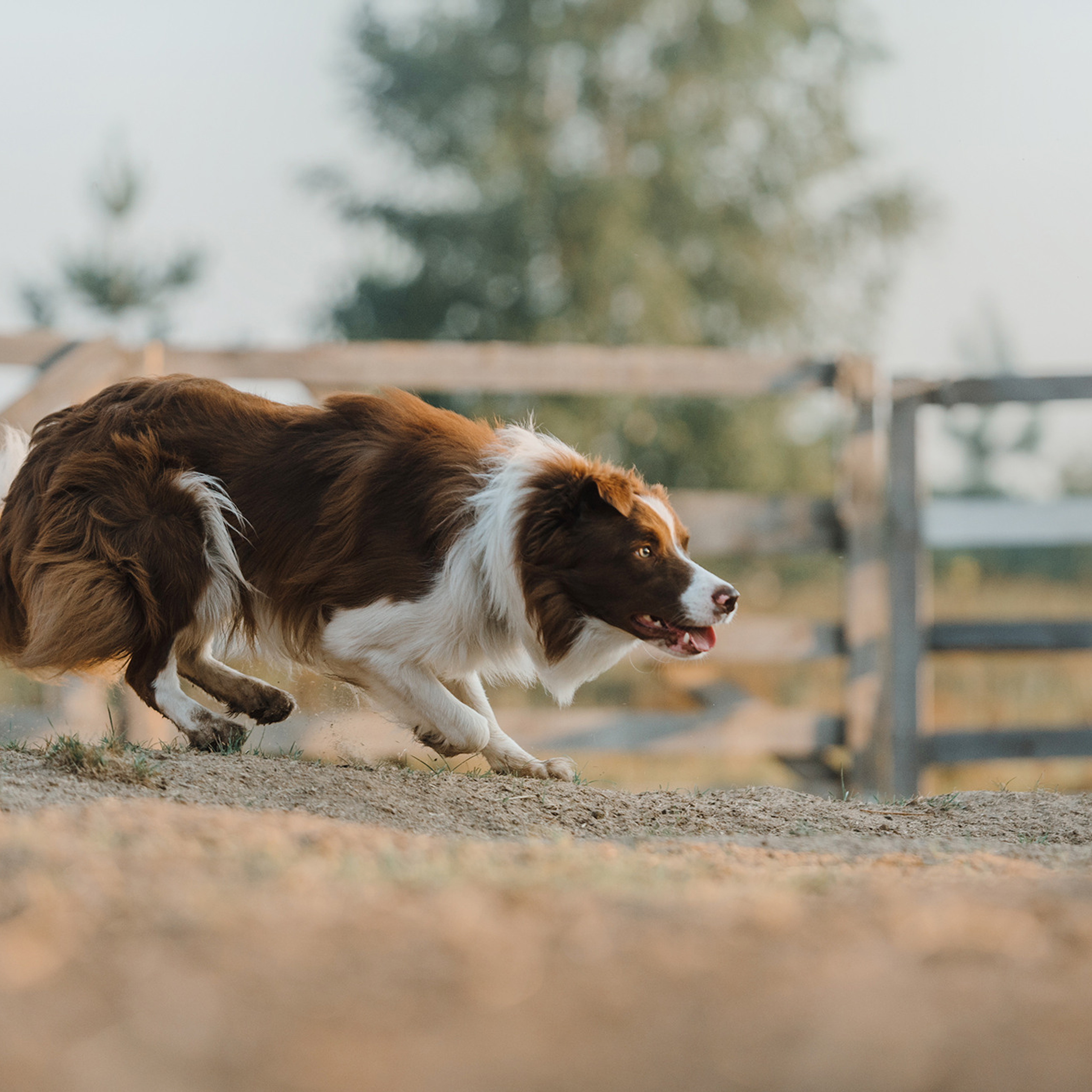 Пастьба. Фотограф Анна Тюрина