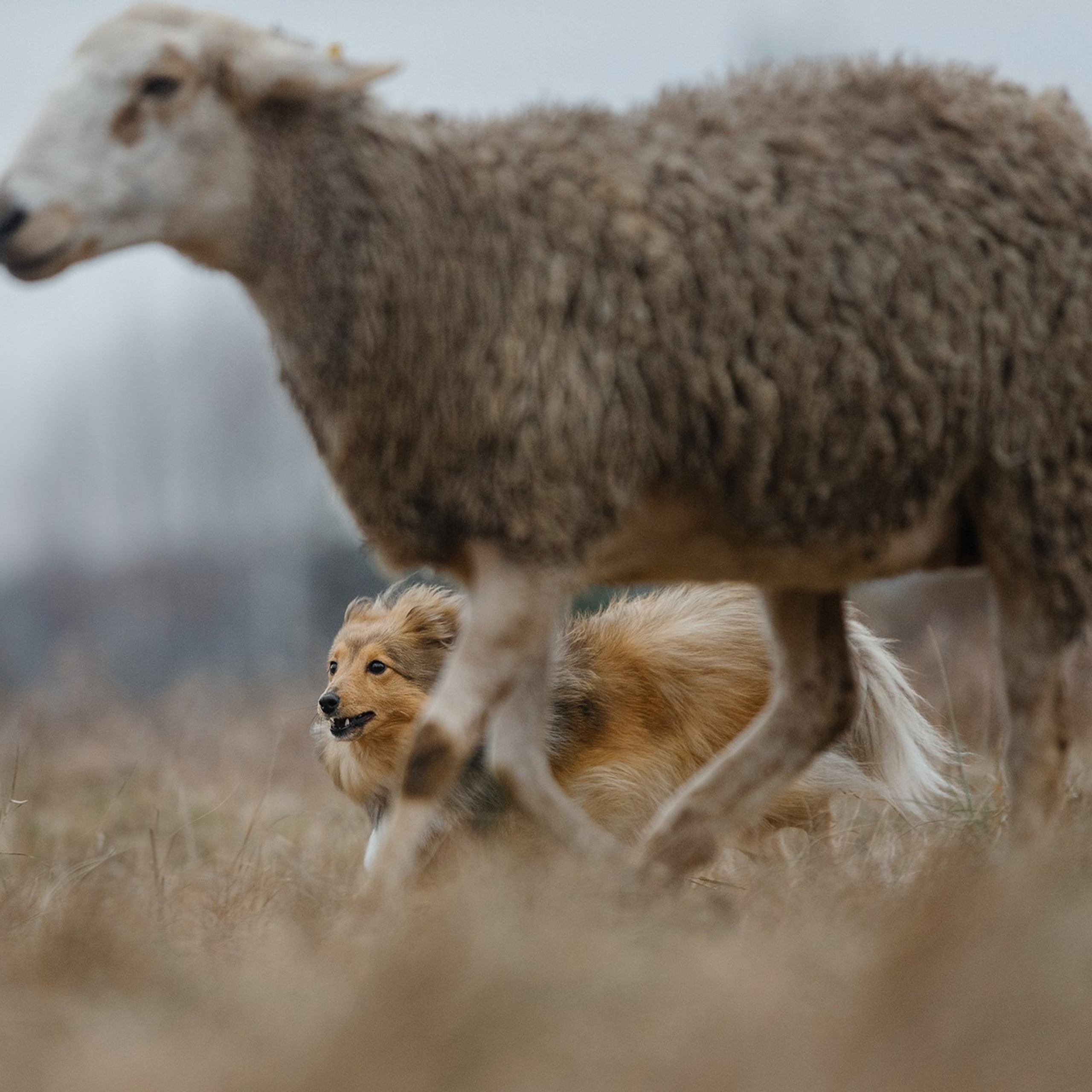 Пастьба. Фотограф Анна Тюрина