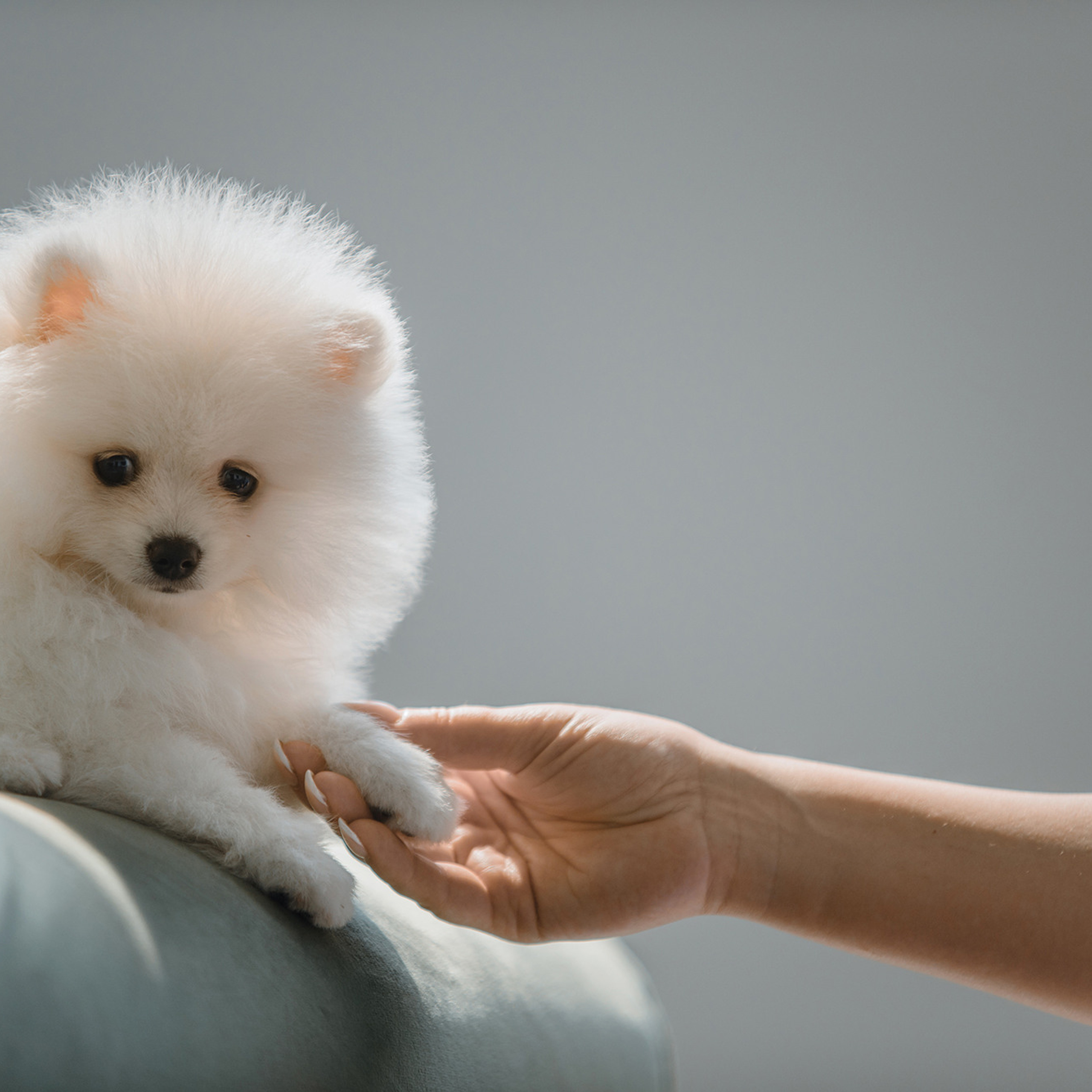 Очаровательные щенки шпица. Фотограф Анна Тюрина
