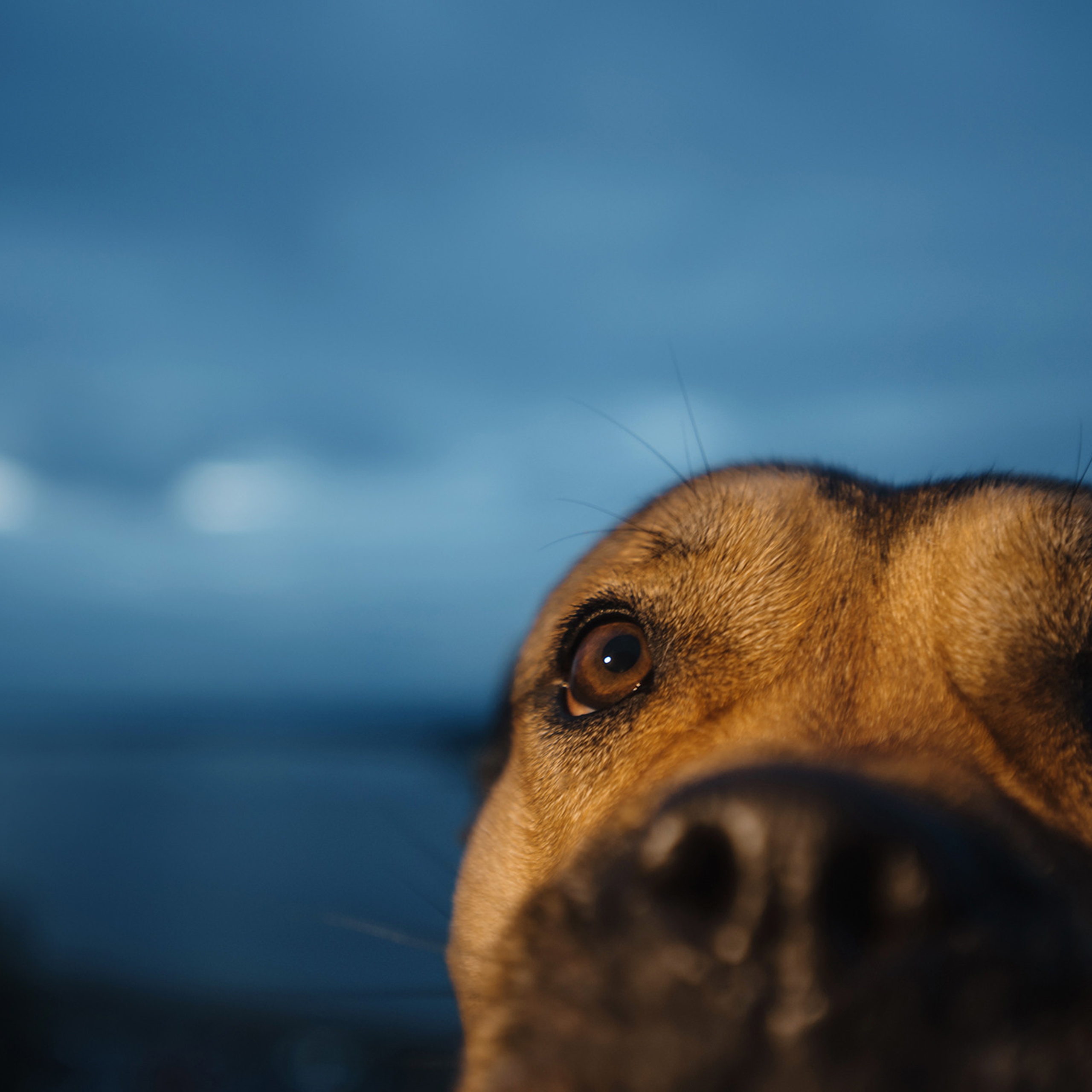 Ка де бо Лина. Фотограф Анна Тюрина