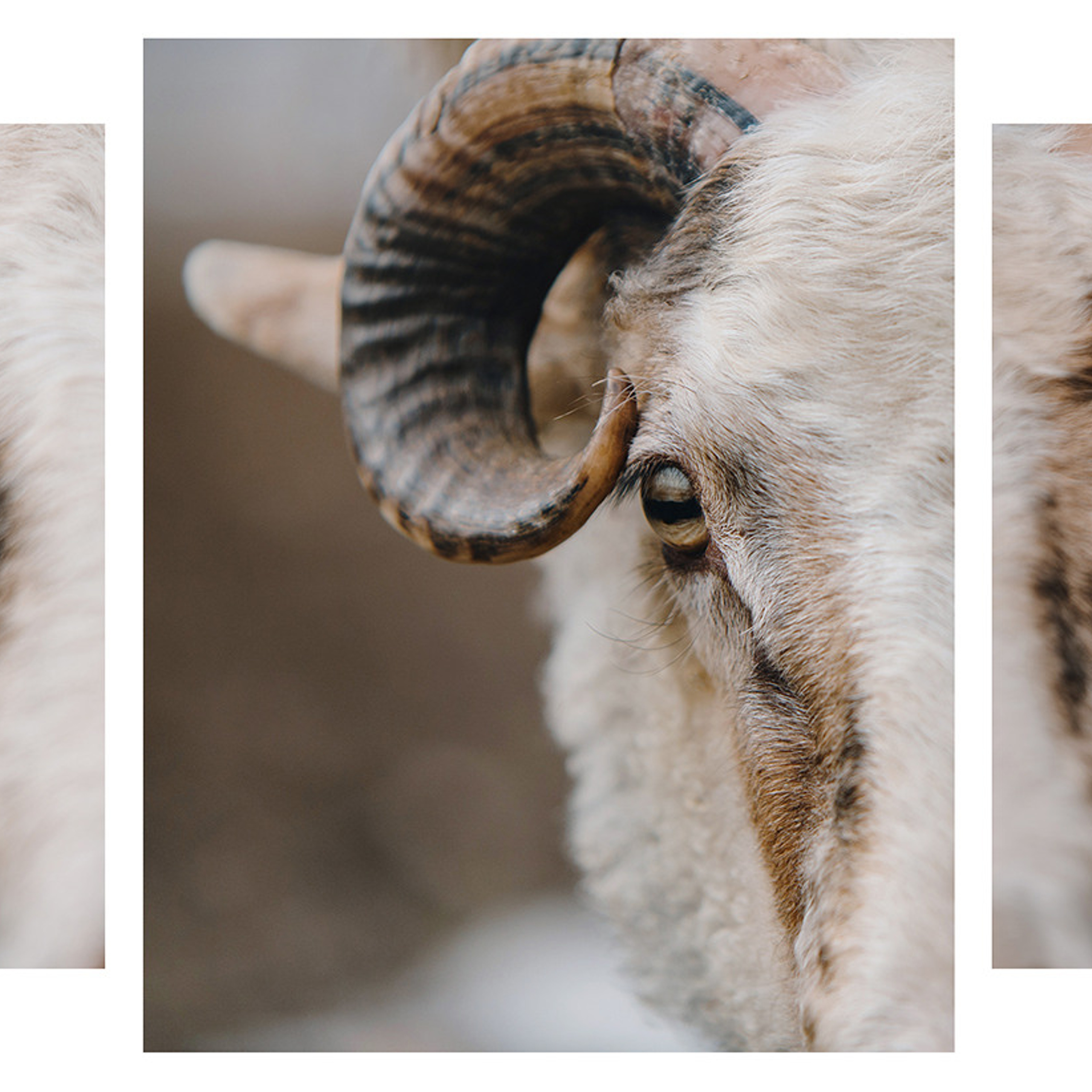 Пастьба. Фотограф Анна Тюрина