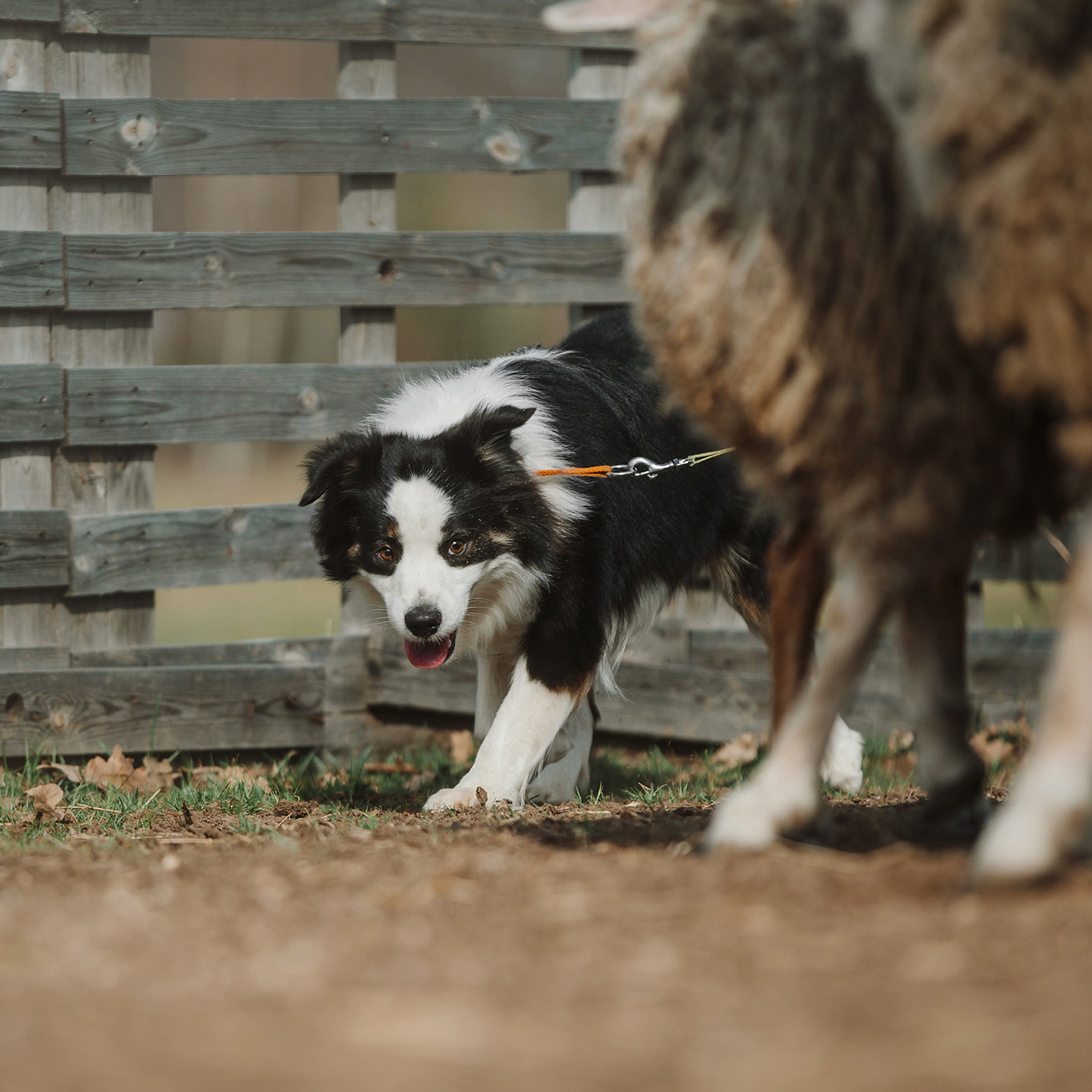 Пастьба. Фотограф Анна Тюрина