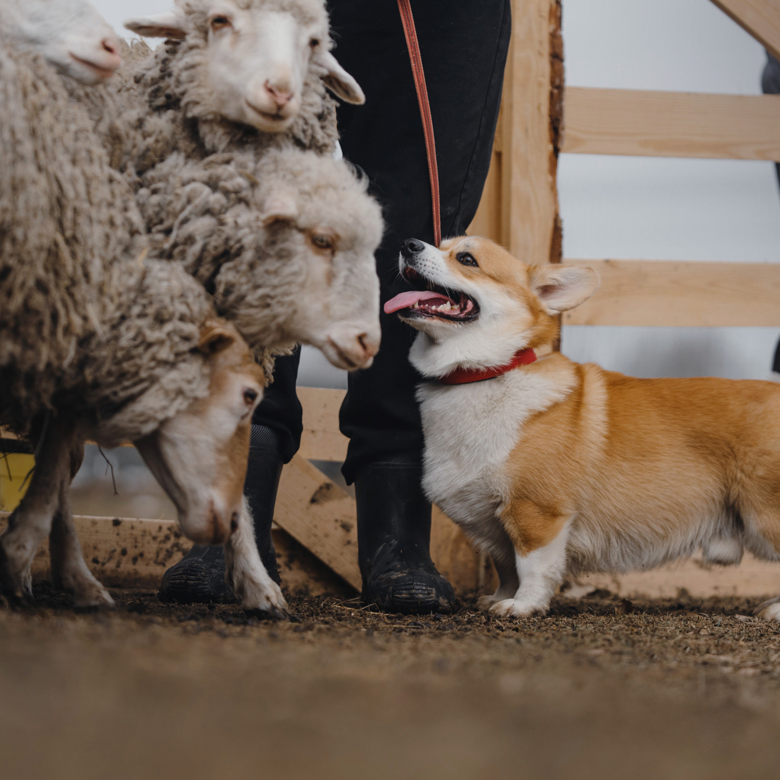 Пастьба. Фотограф Анна Тюрина