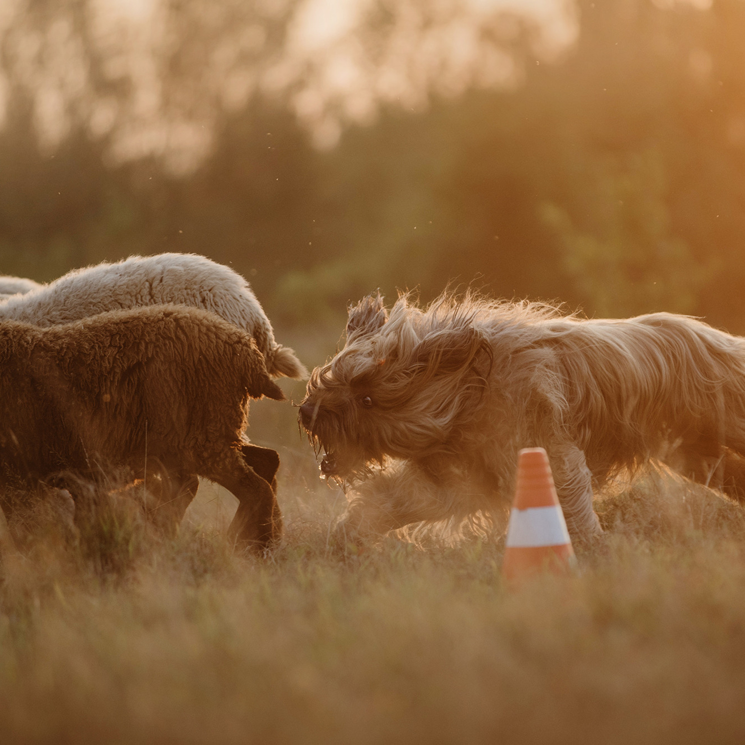 Пастьба. Фотограф Анна Тюрина