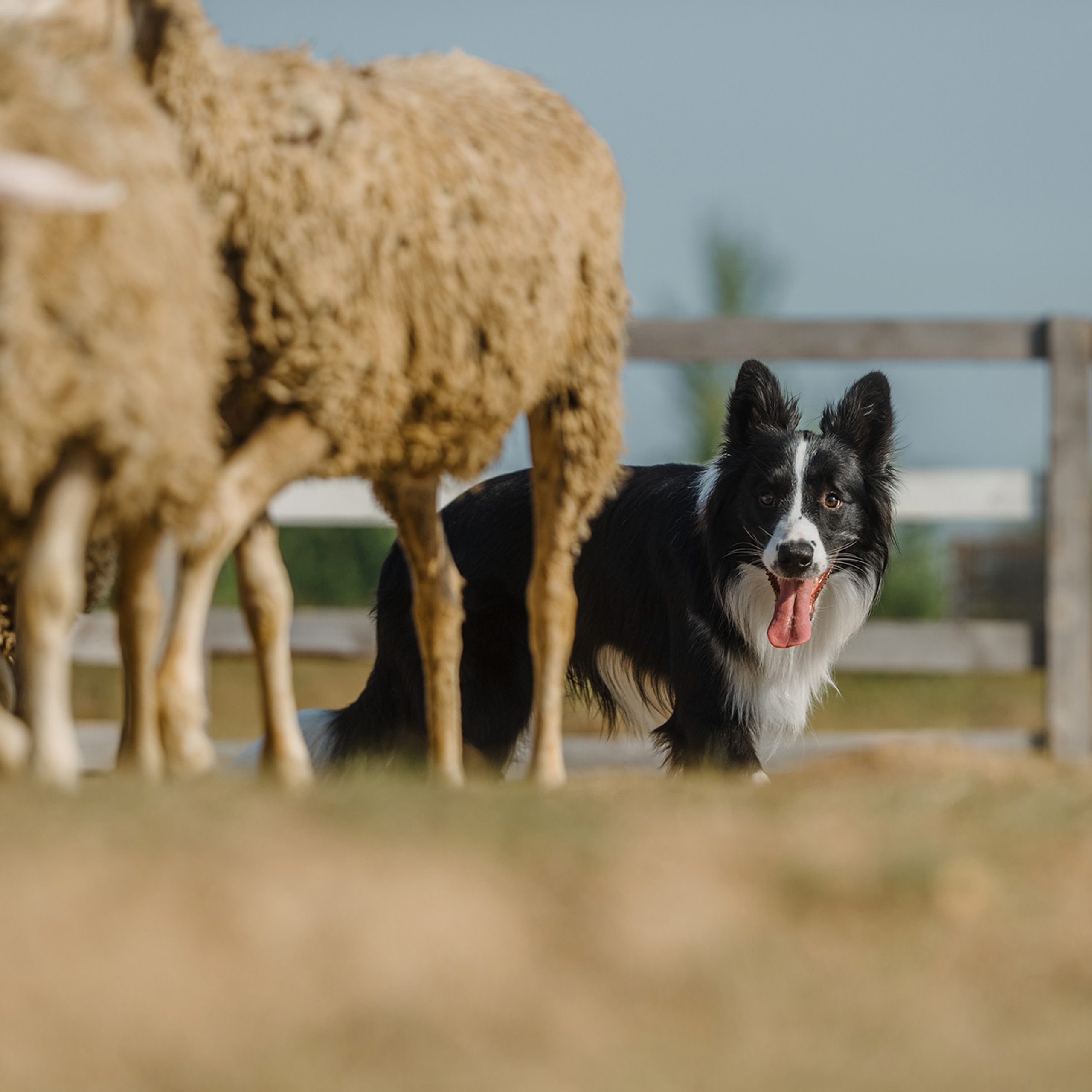 Пастьба. Фотограф Анна Тюрина