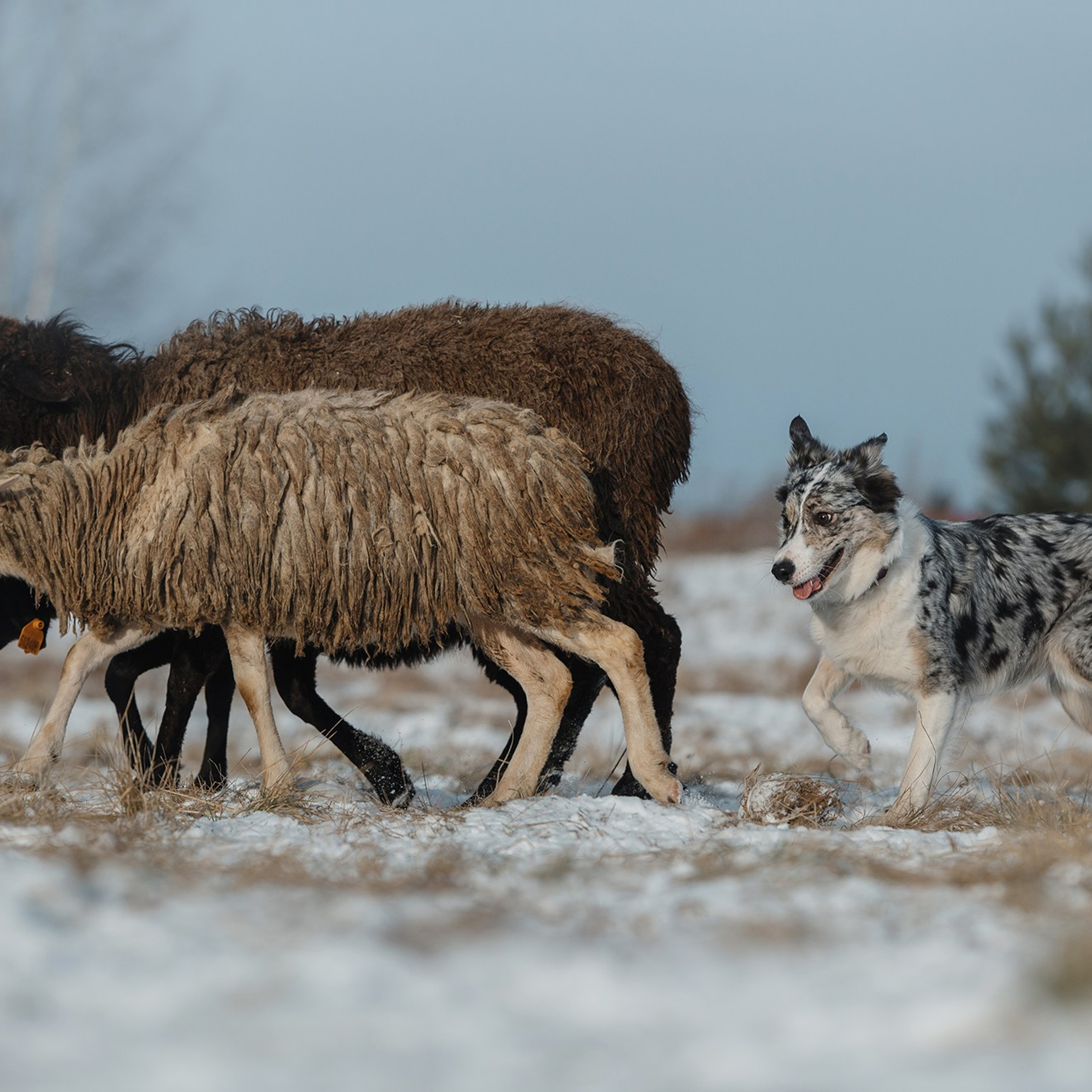 Пастьба. Фотограф Анна Тюрина