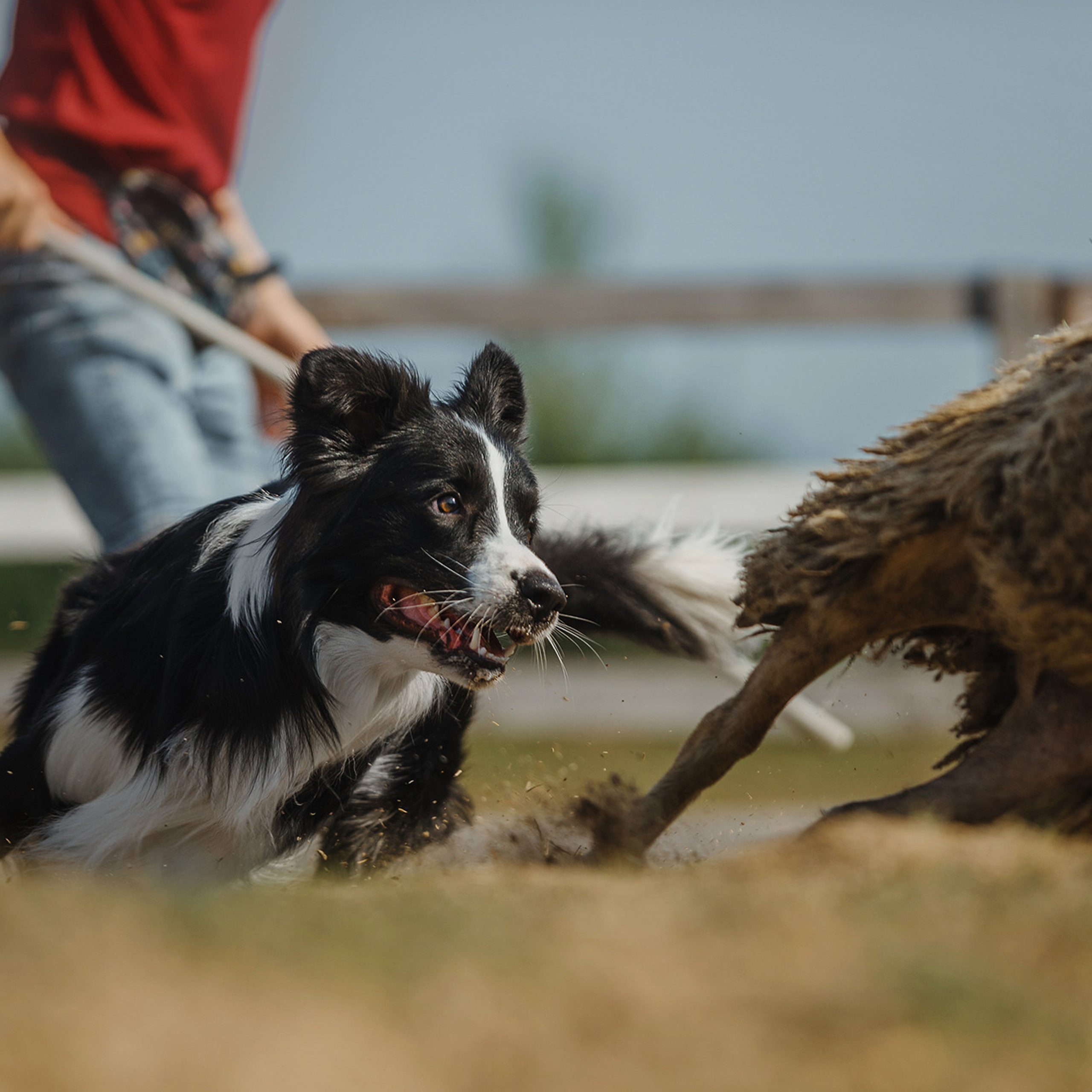 Пастьба. Фотограф Анна Тюрина